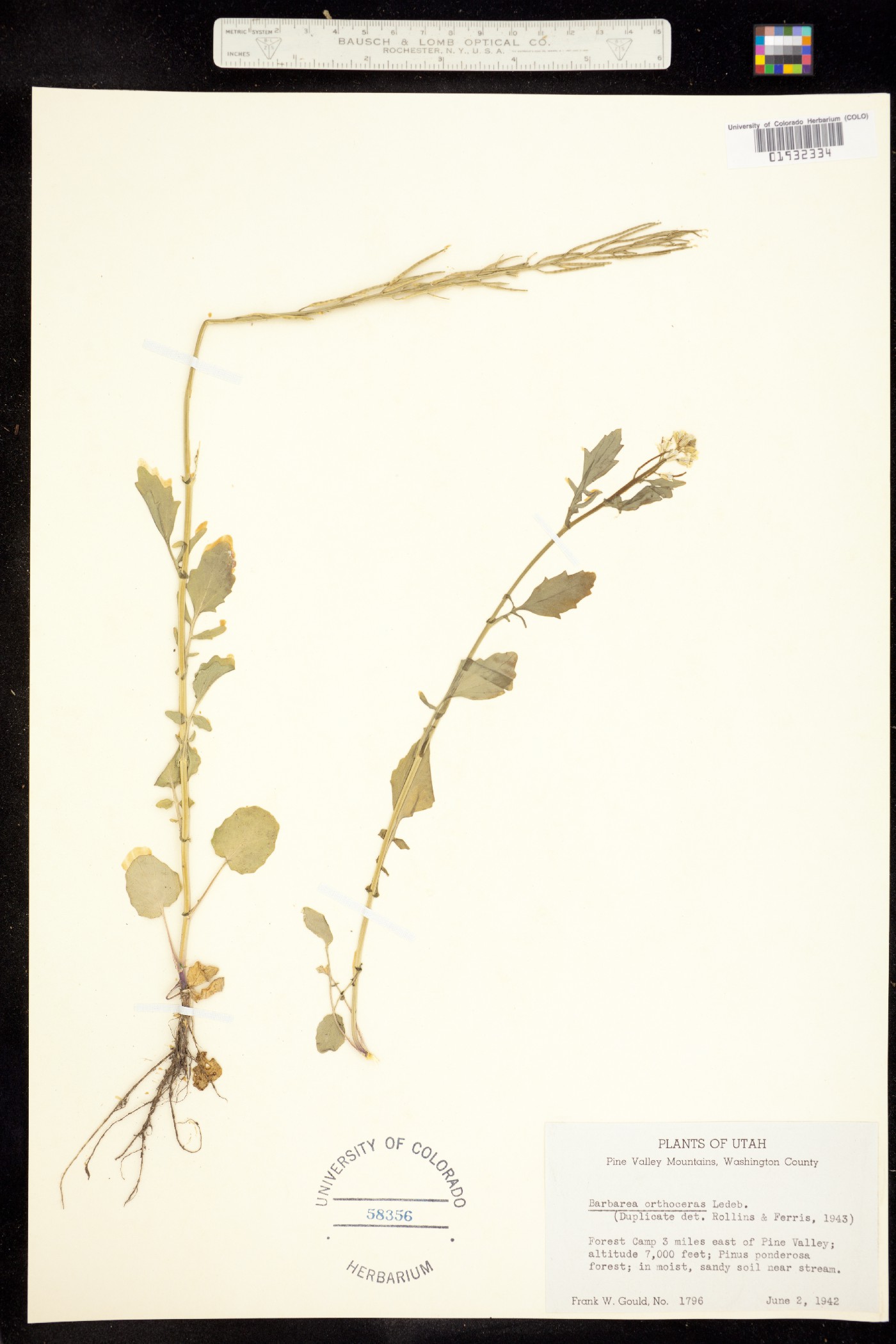 Barbarea orthoceras image
