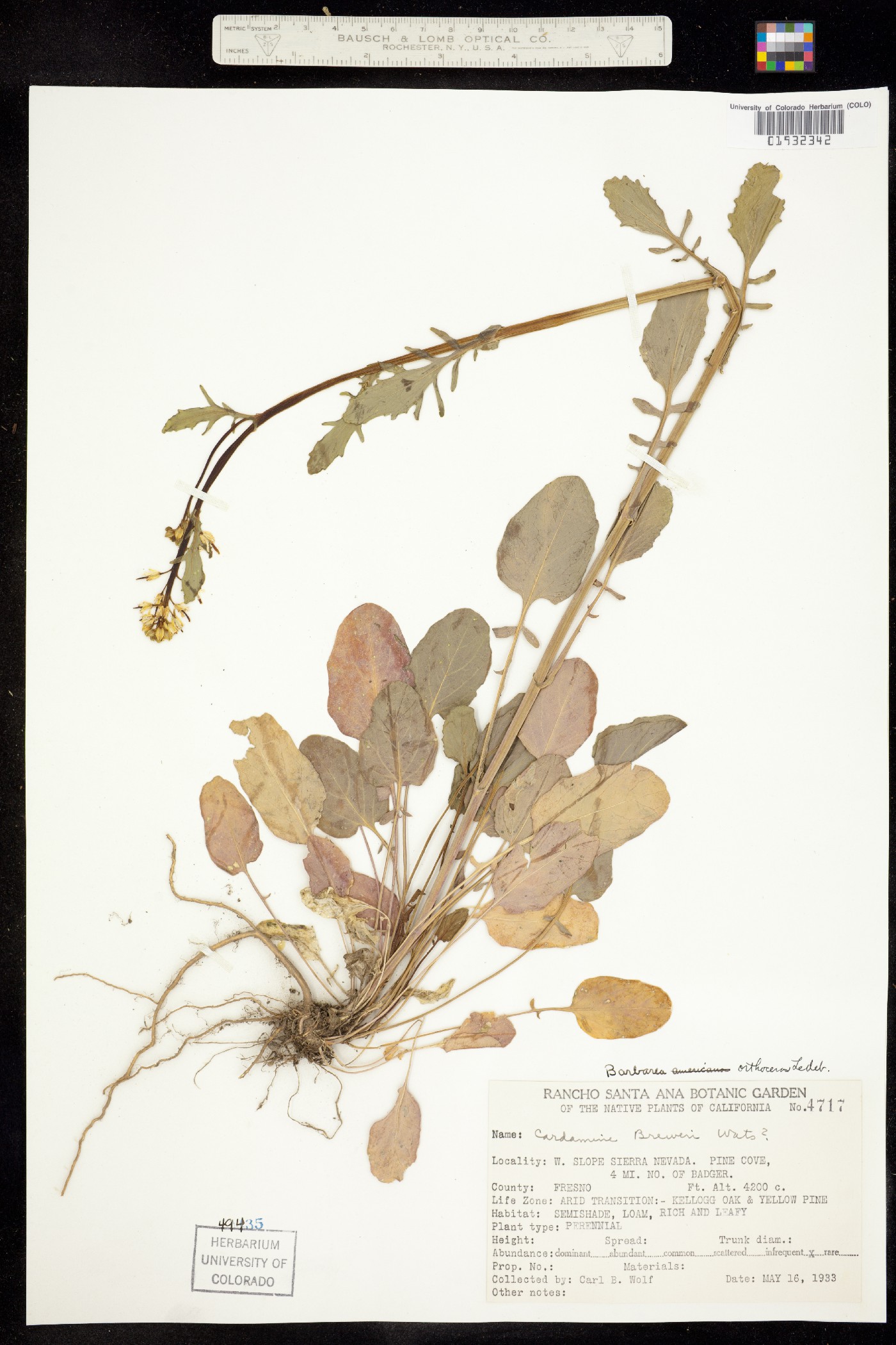 Barbarea orthoceras image