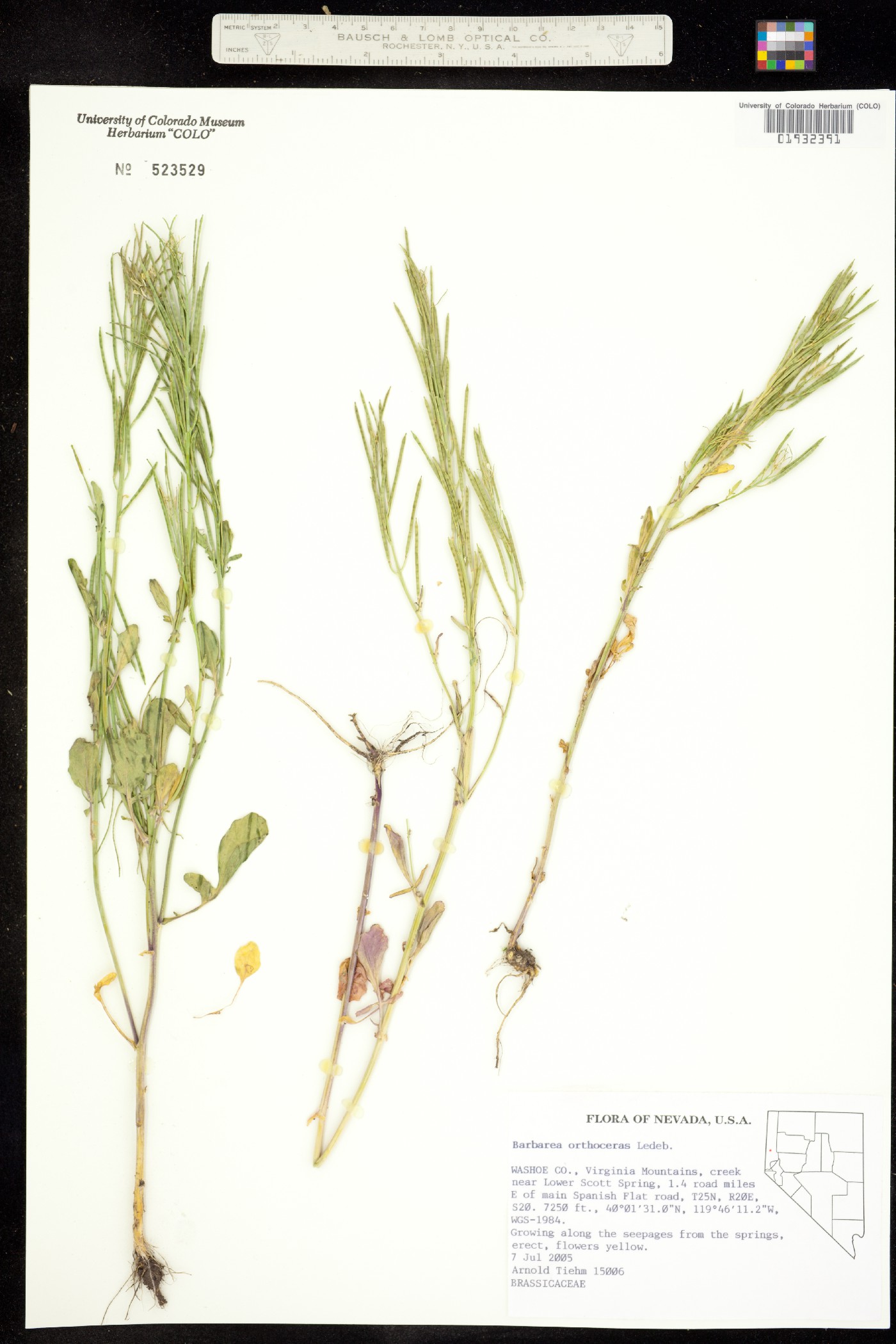 Barbarea orthoceras image
