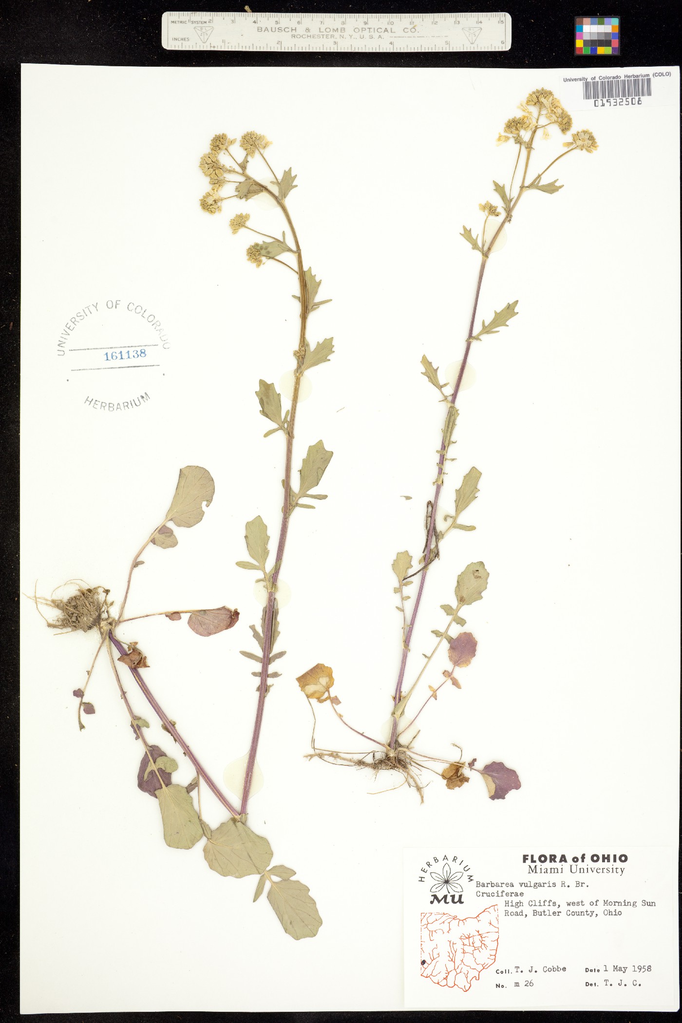 Barbarea vulgaris image