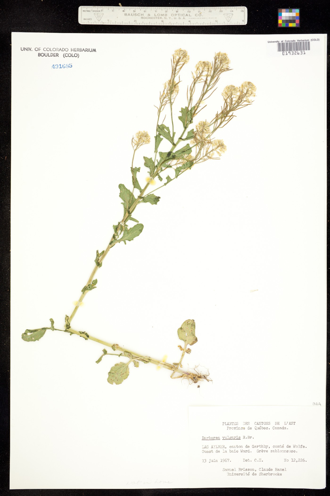 Barbarea vulgaris image