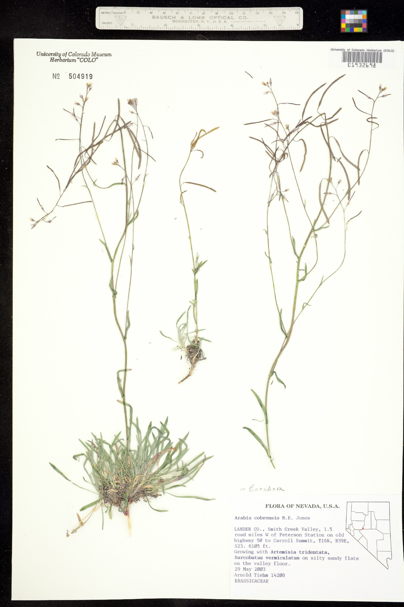 Boechera cobrensis image