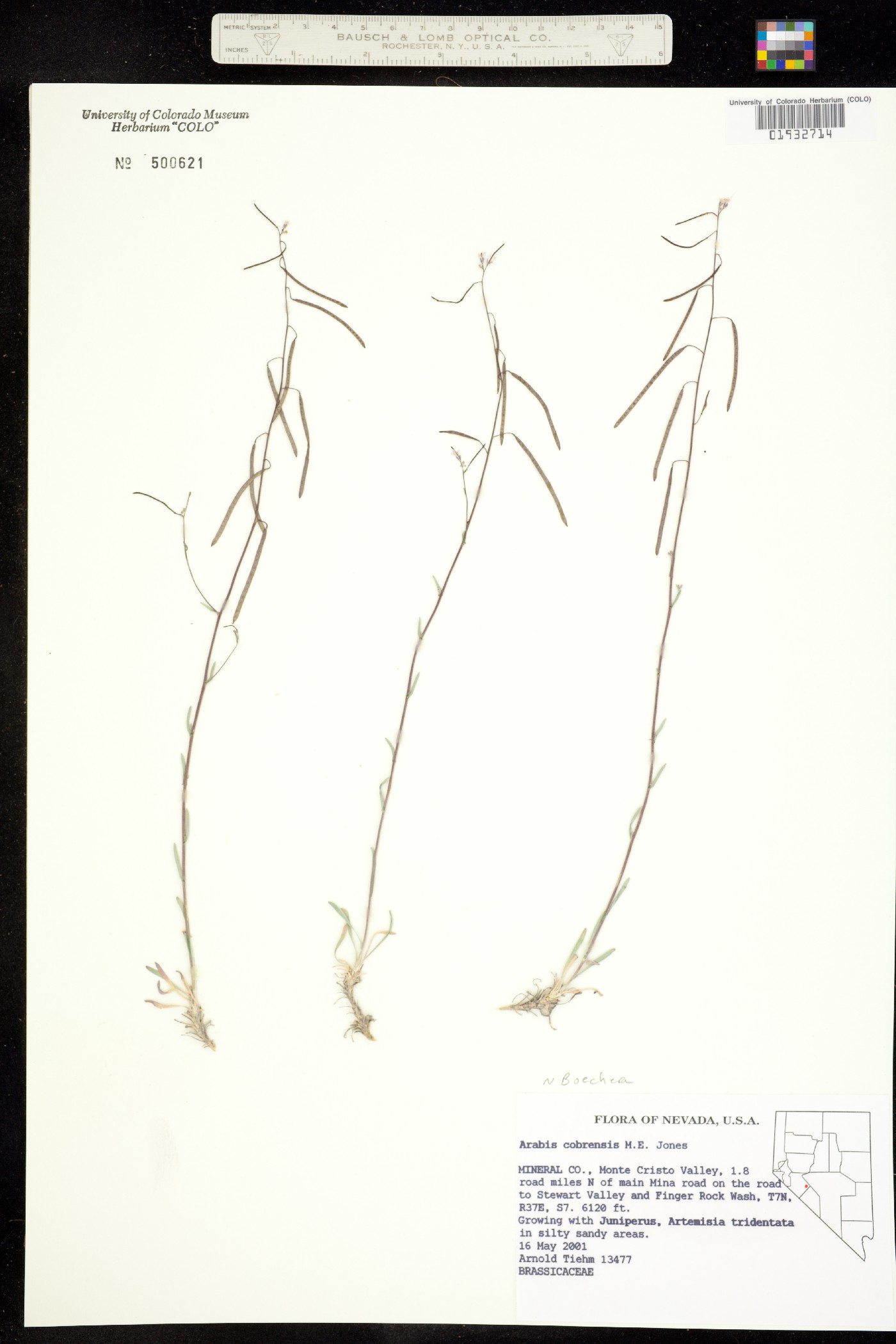Boechera cobrensis image