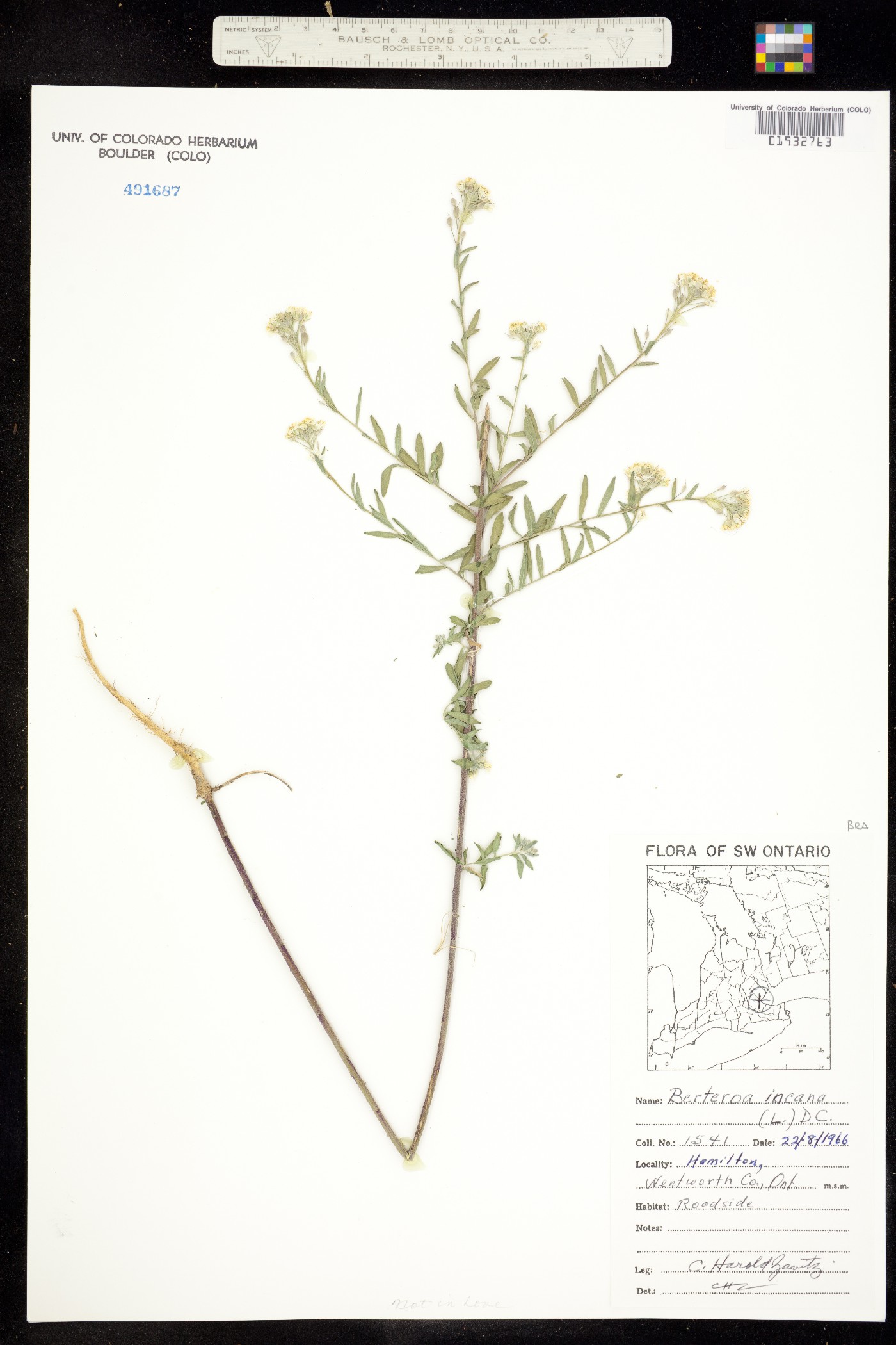 Berteroa incana image