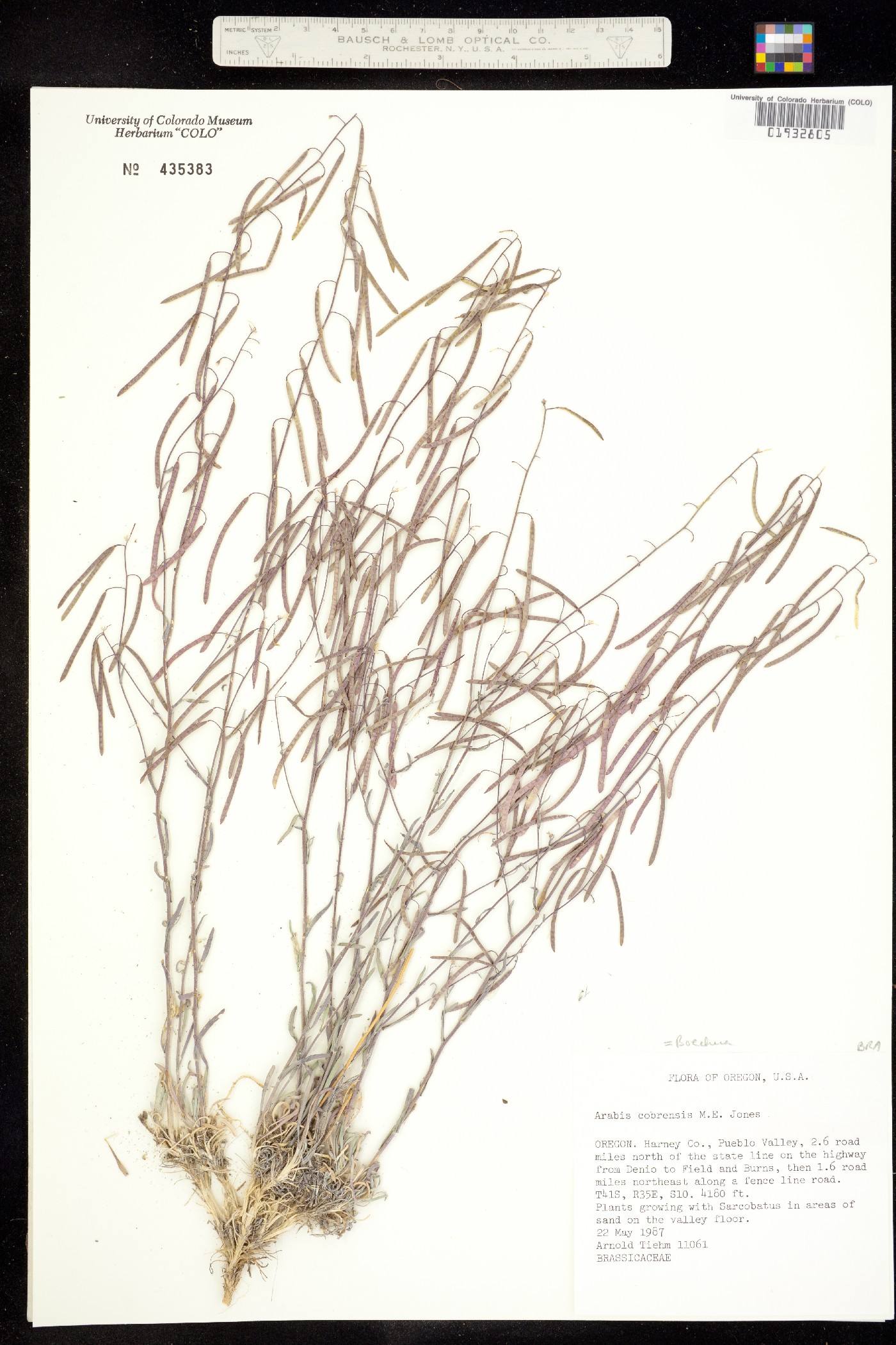 Boechera cobrensis image