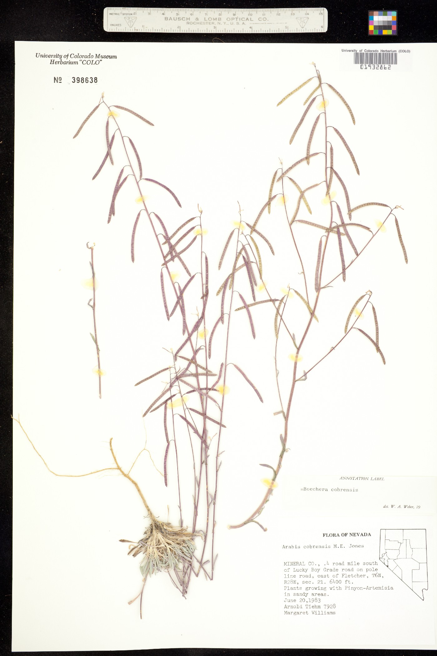 Boechera cobrensis image