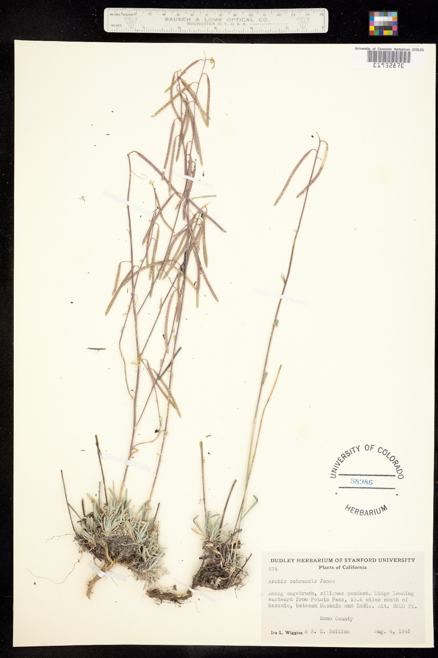 Boechera cobrensis image
