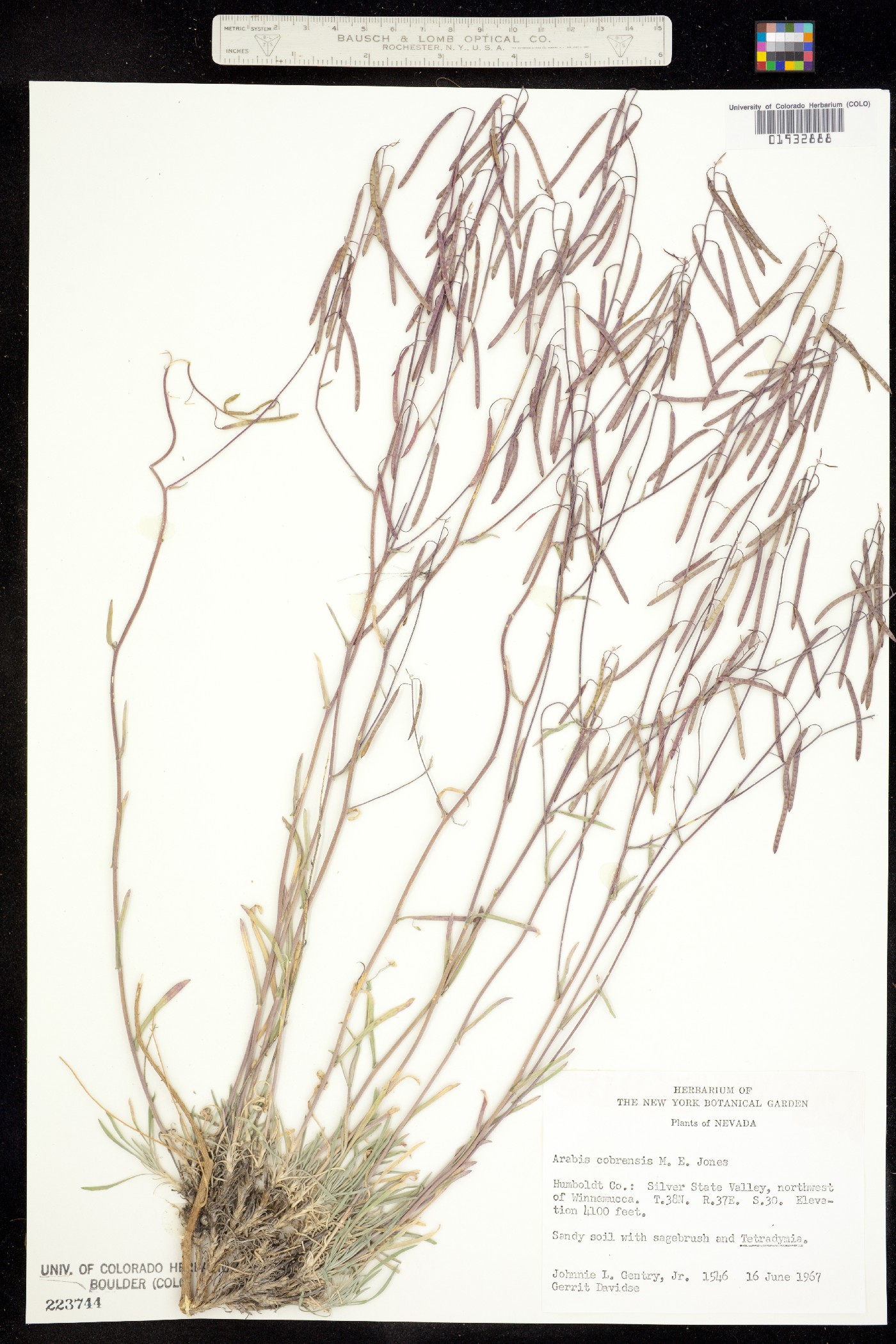 Boechera cobrensis image