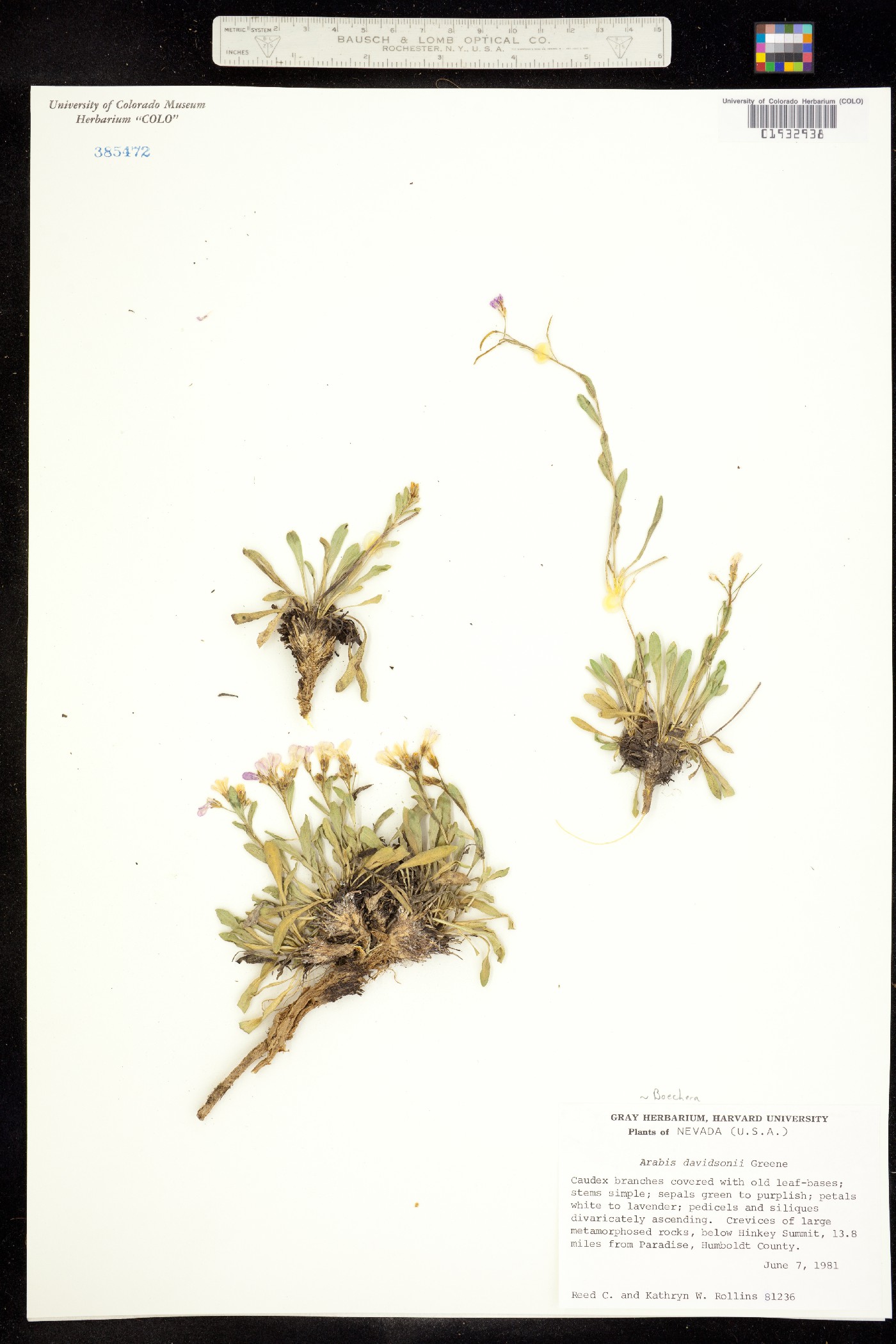 Boechera davidsonii image