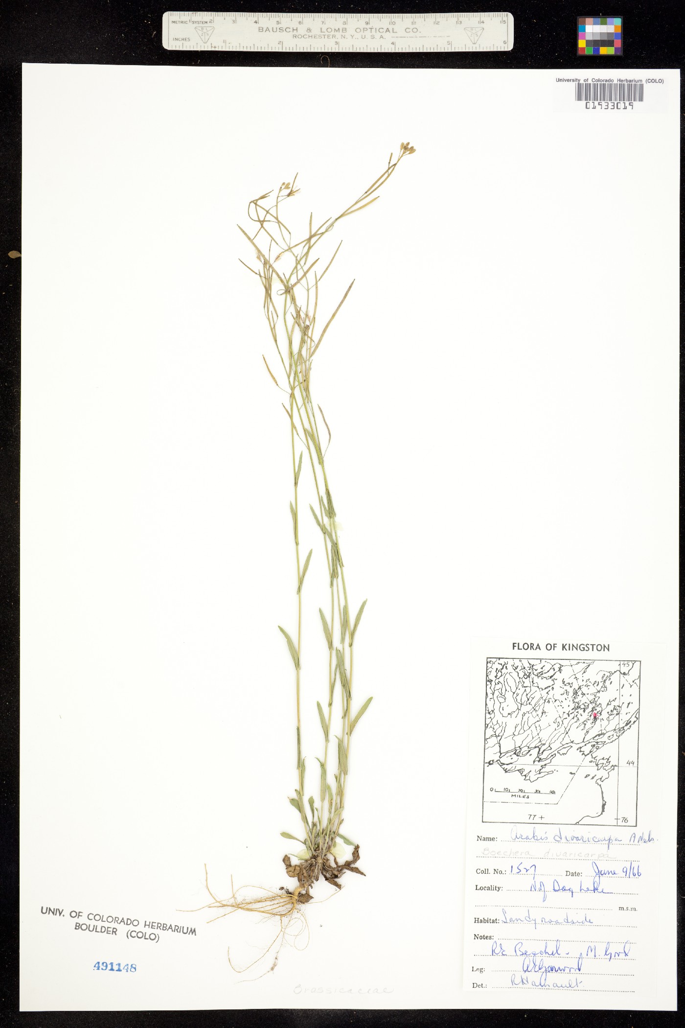 Boechera divaricarpa image