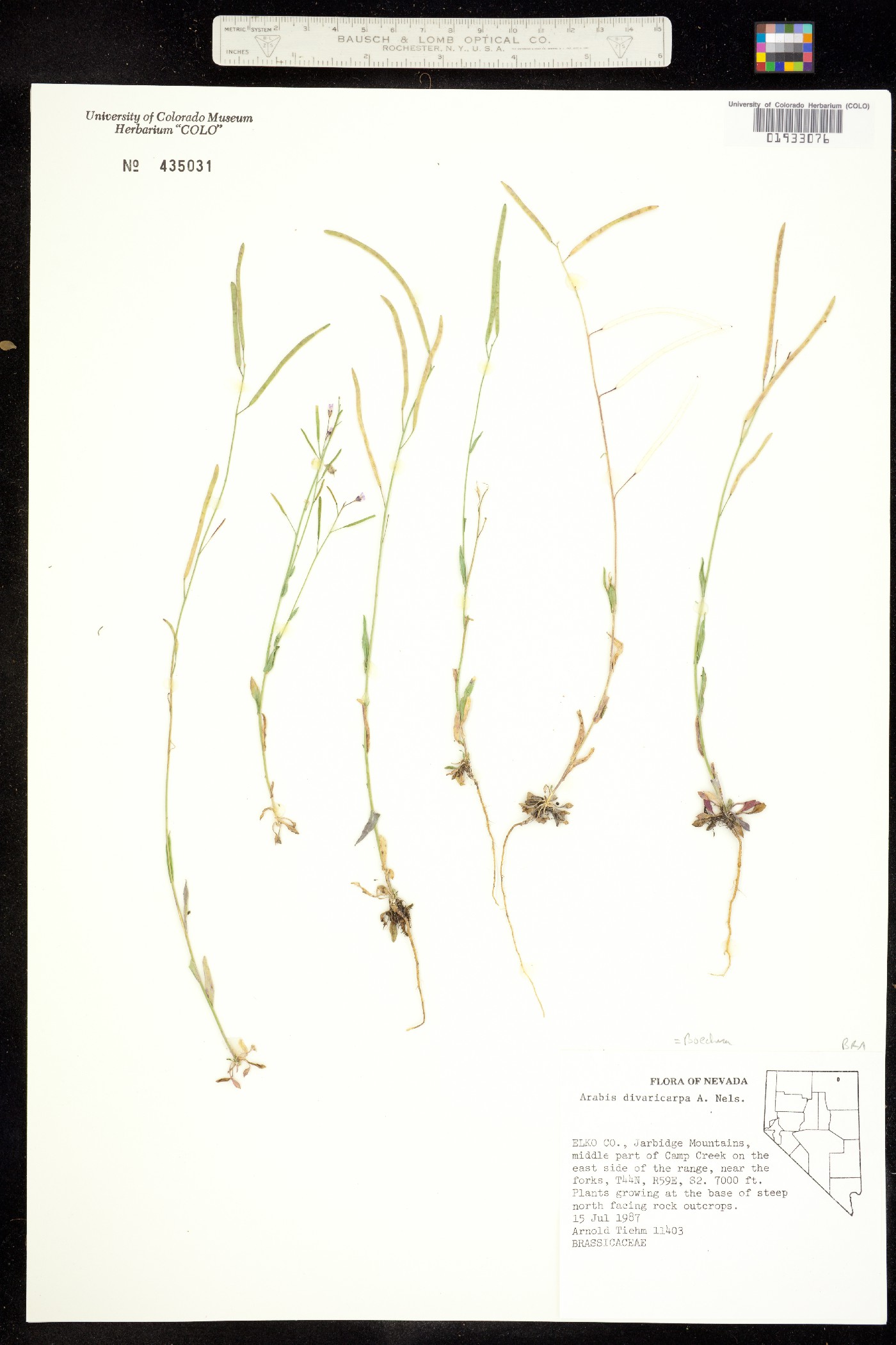 Boechera divaricarpa image
