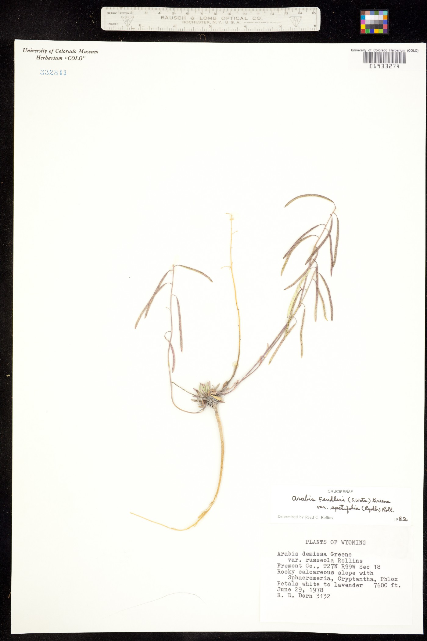 Boechera fendleri image