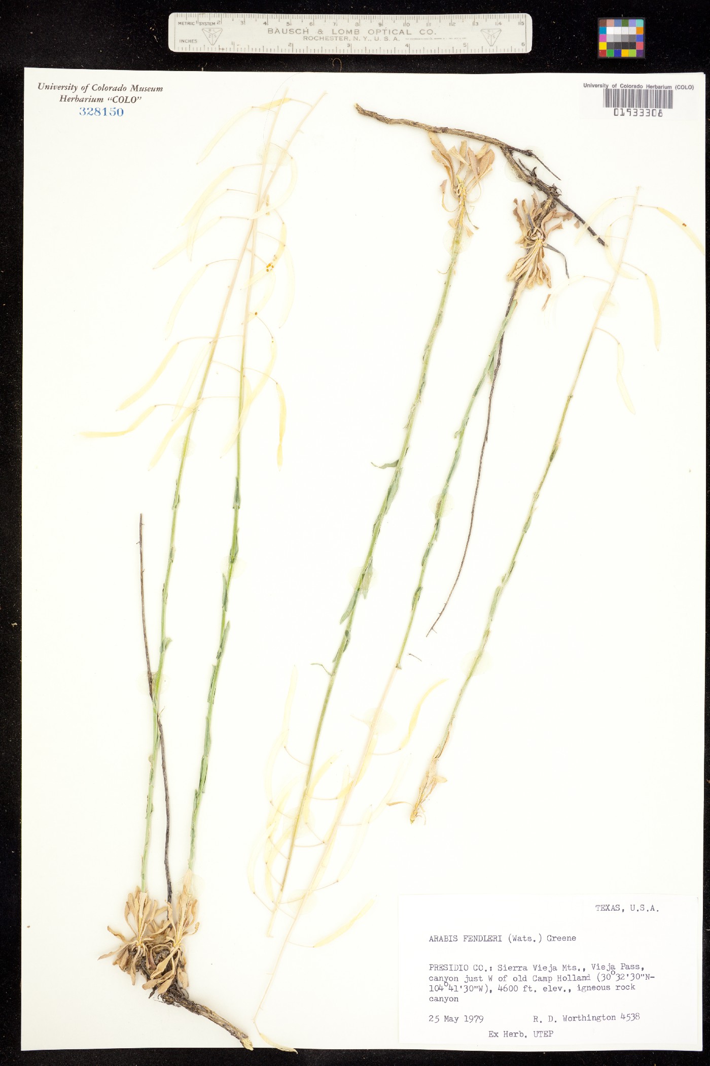 Boechera fendleri image