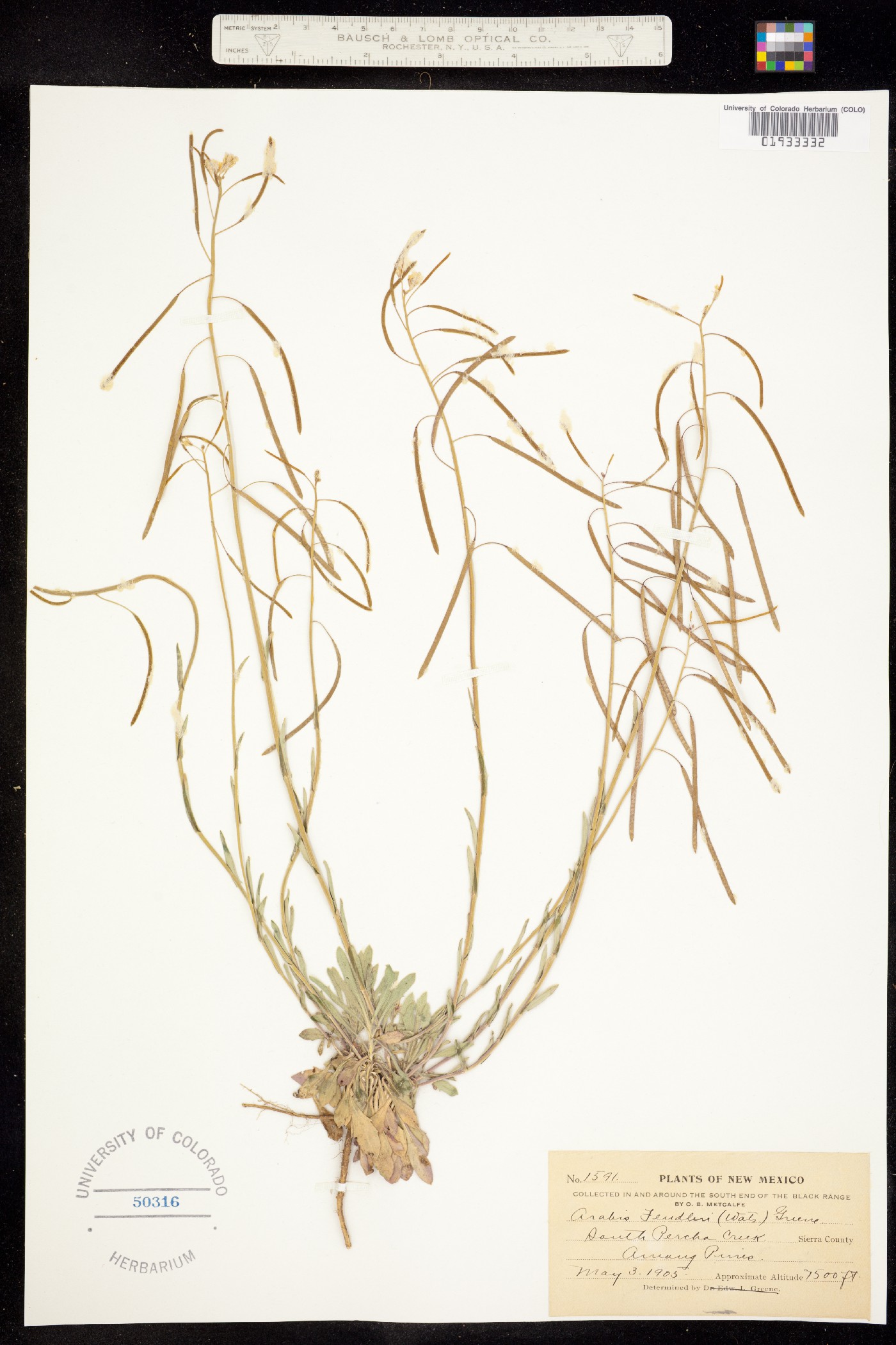 Boechera fendleri image