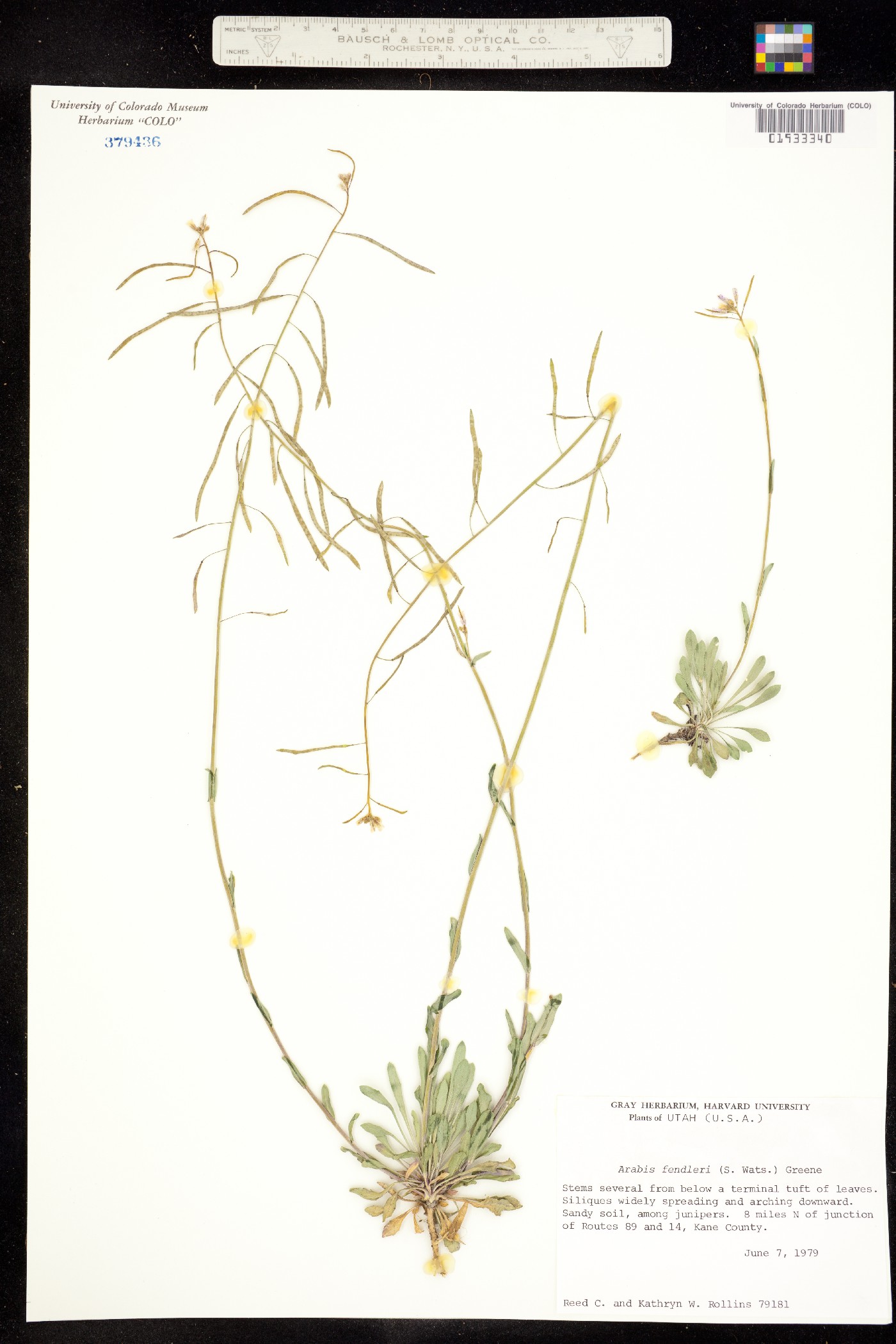 Boechera fendleri image