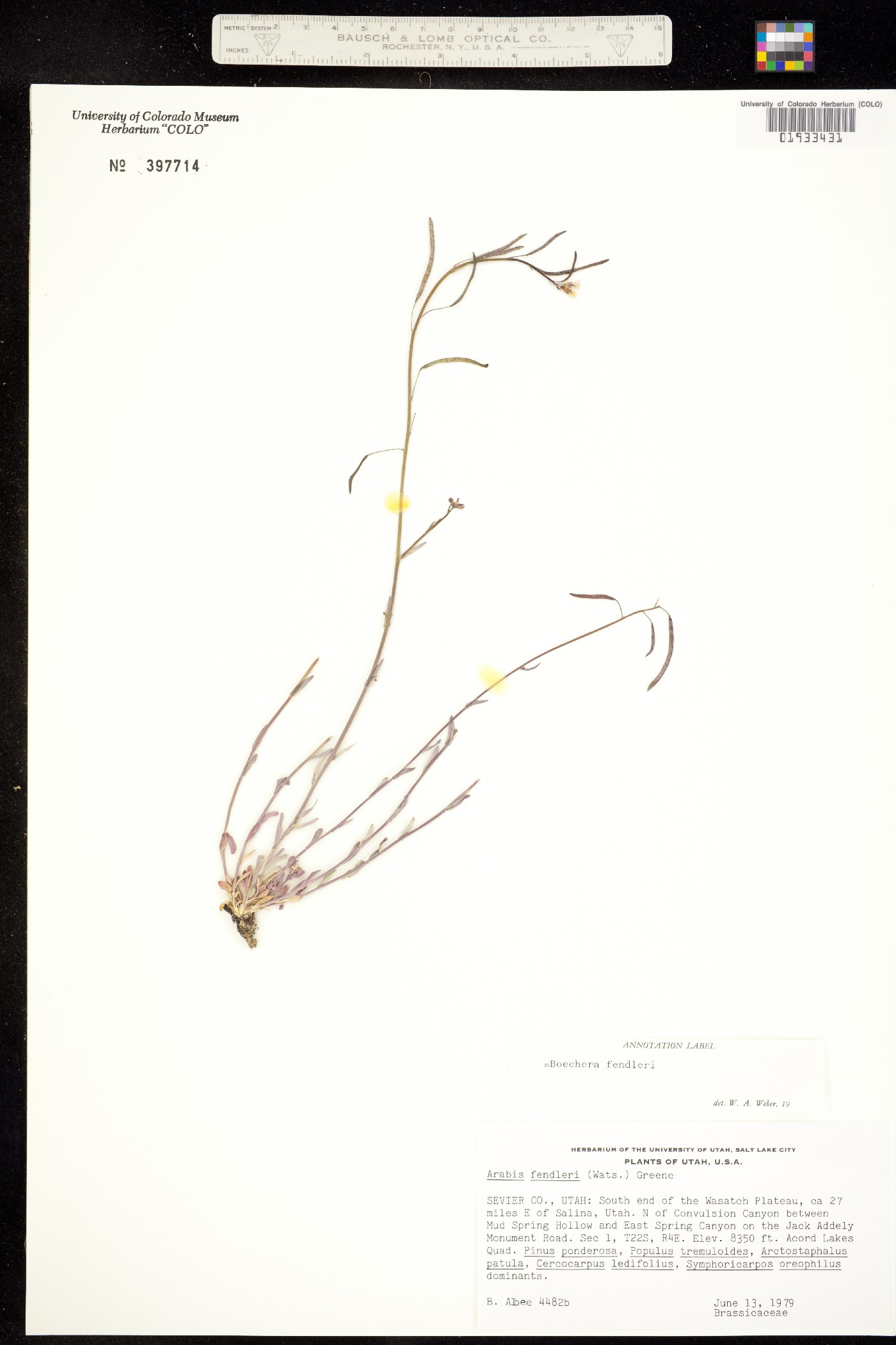 Boechera fendleri image