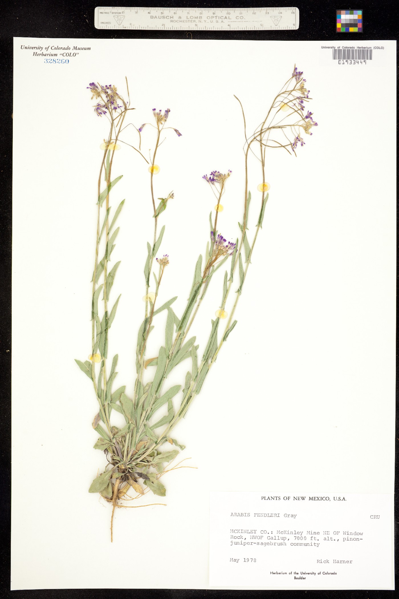 Boechera fendleri image