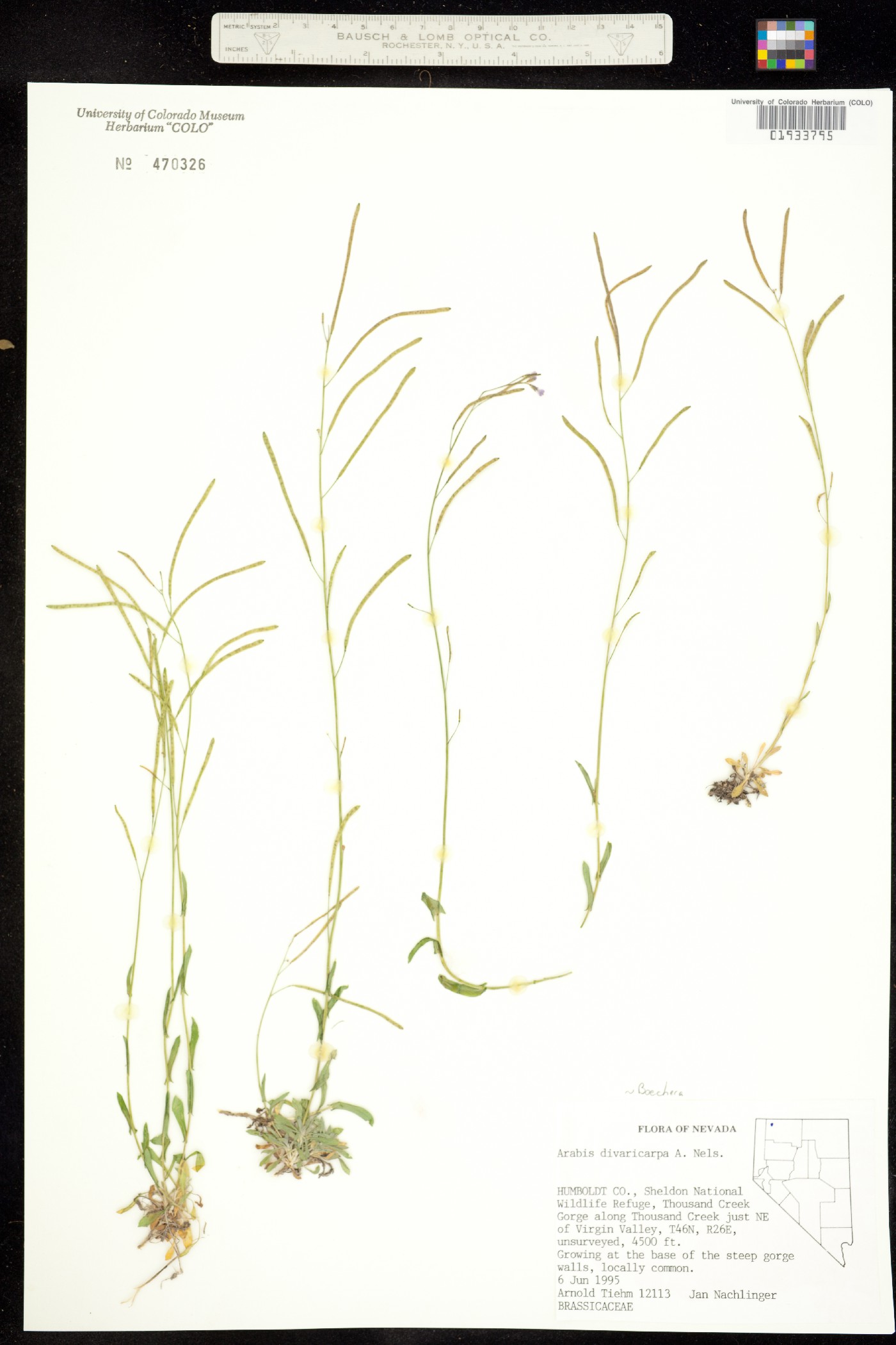 Boechera divaricarpa image
