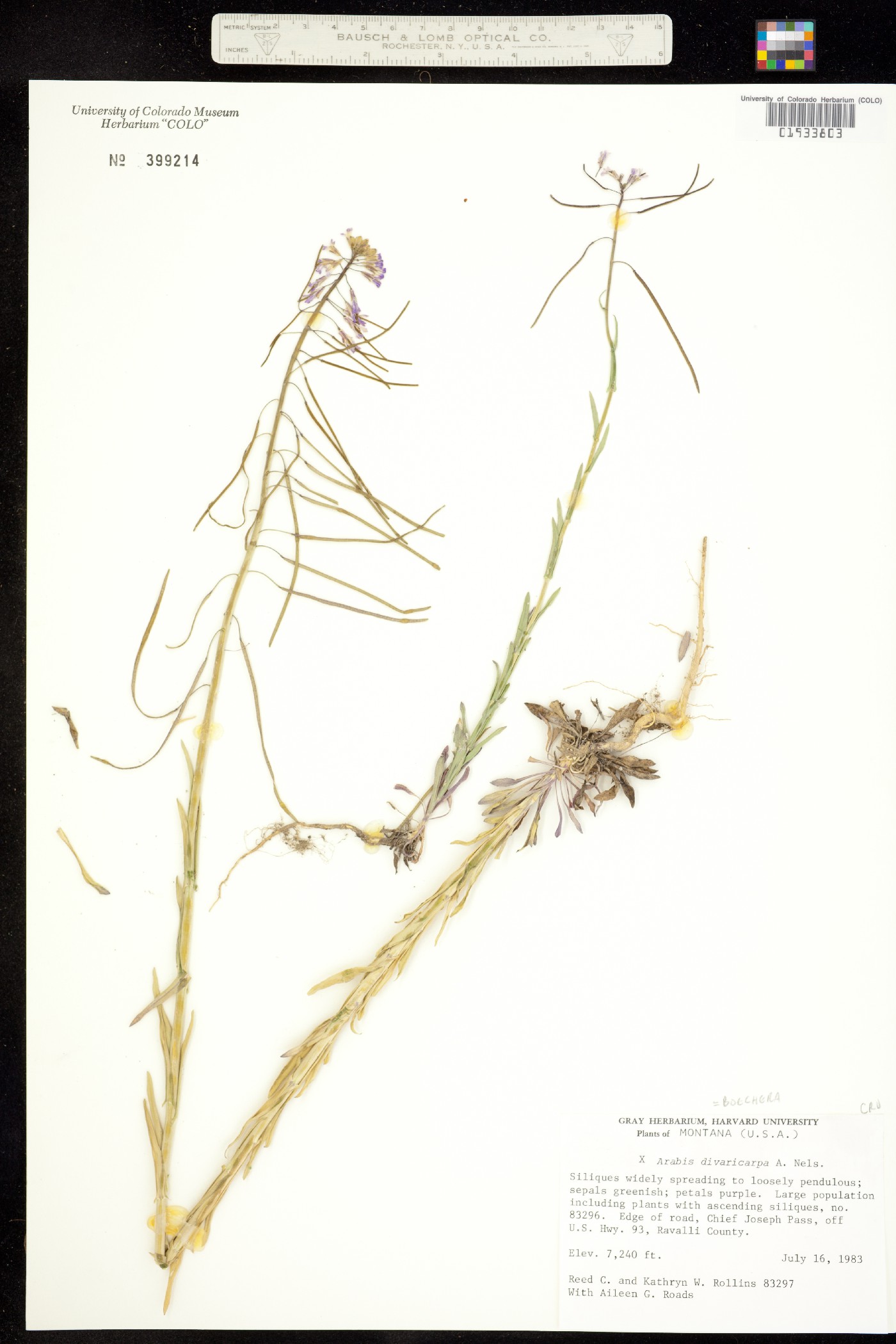 Boechera divaricarpa image