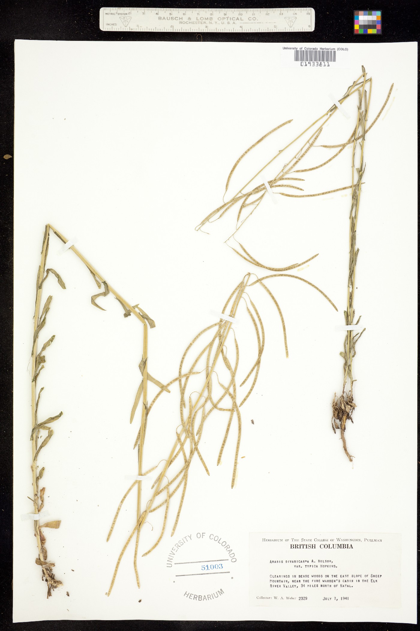 Boechera divaricarpa image