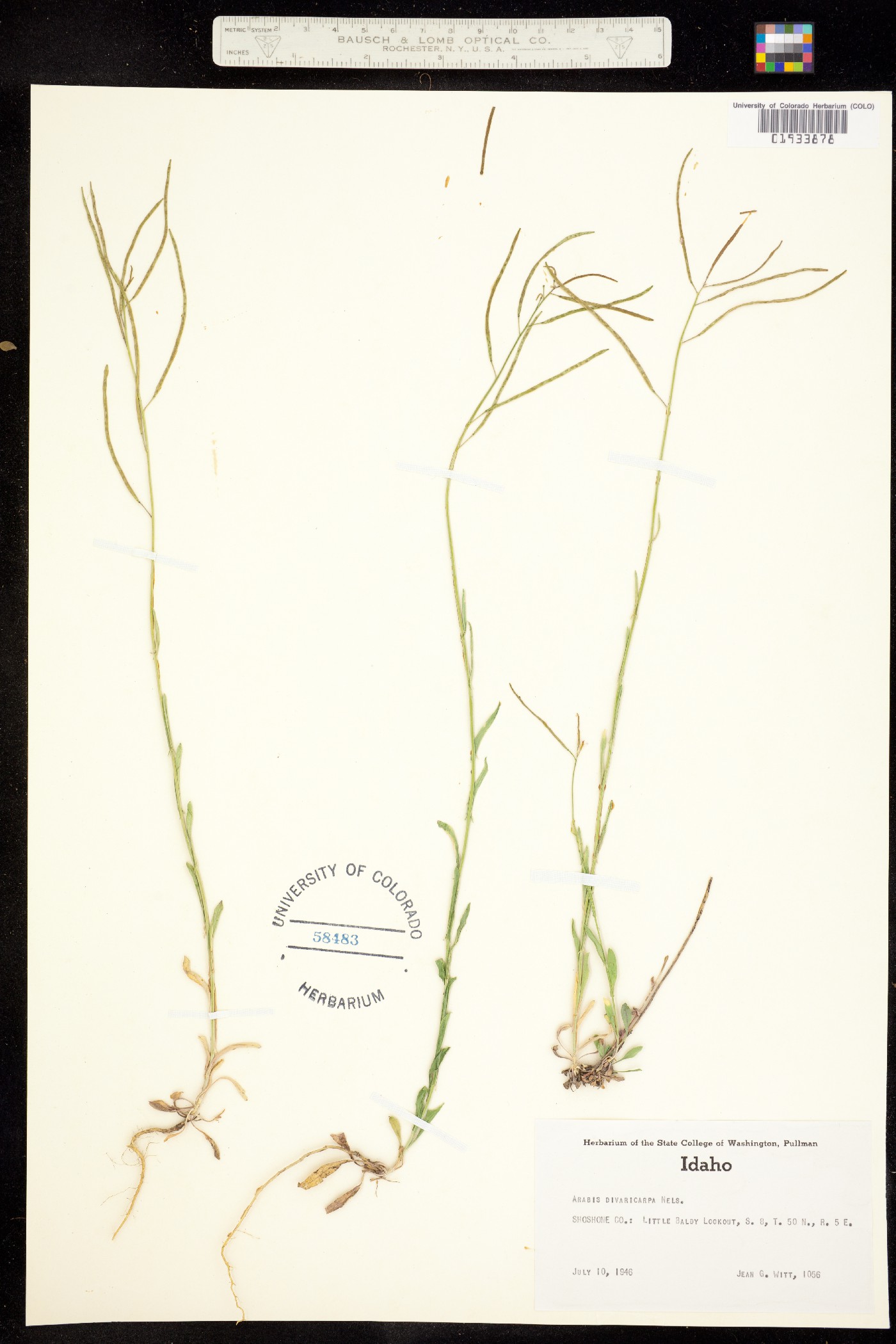 Boechera divaricarpa image
