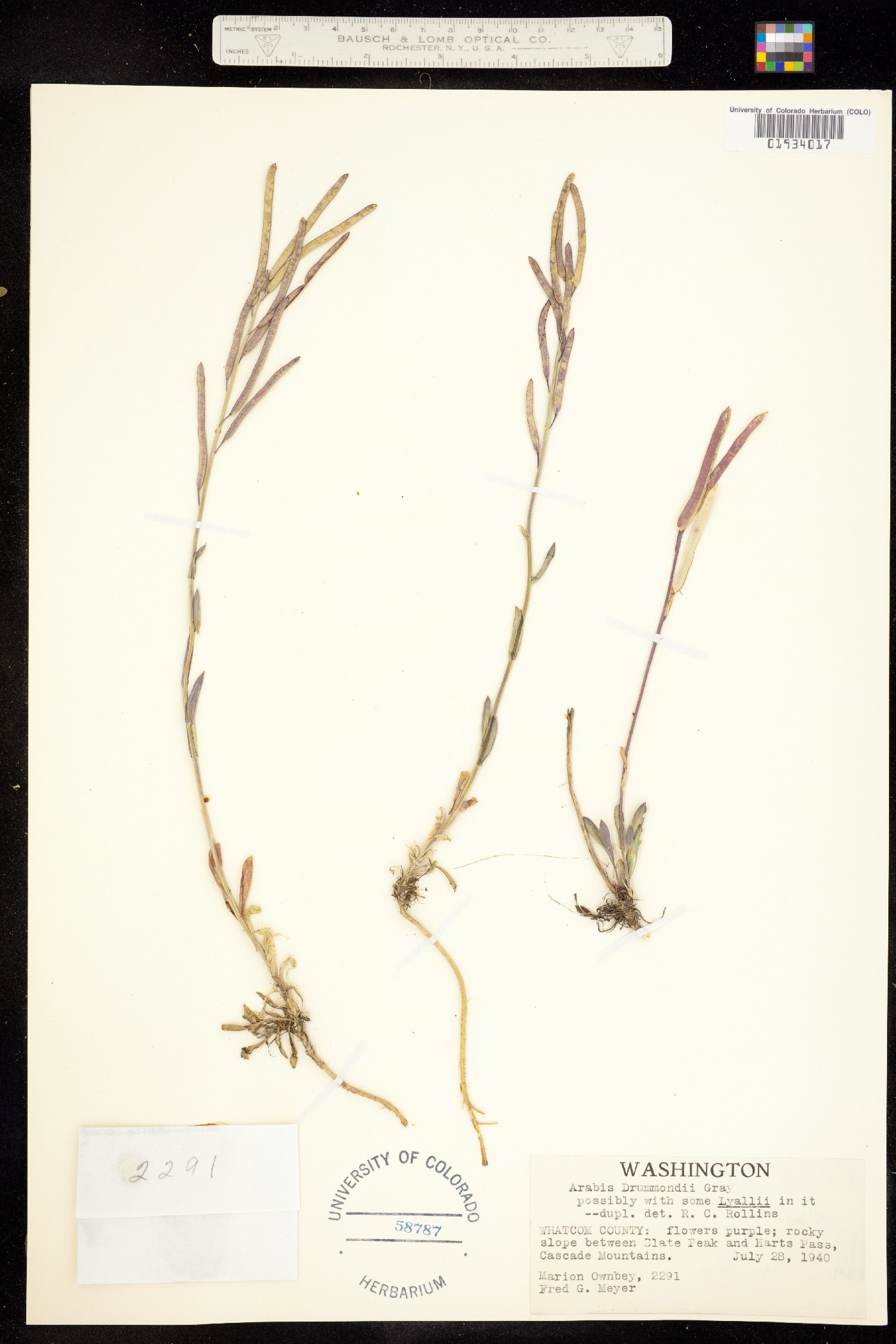 Boechera stricta image