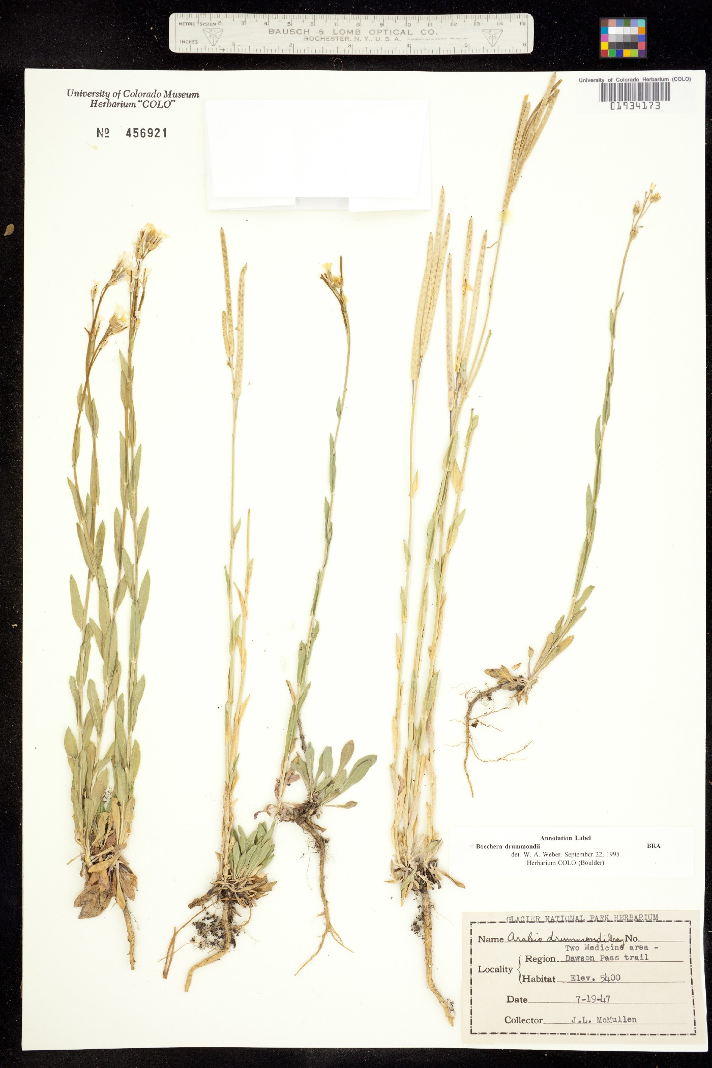 Boechera stricta image