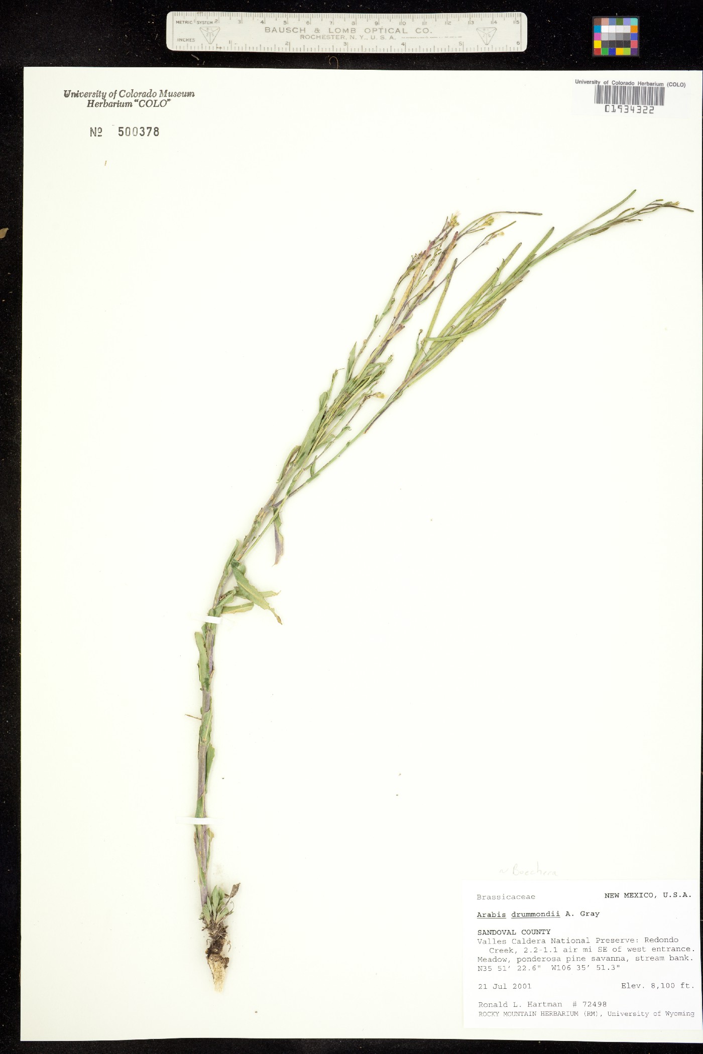Boechera stricta image