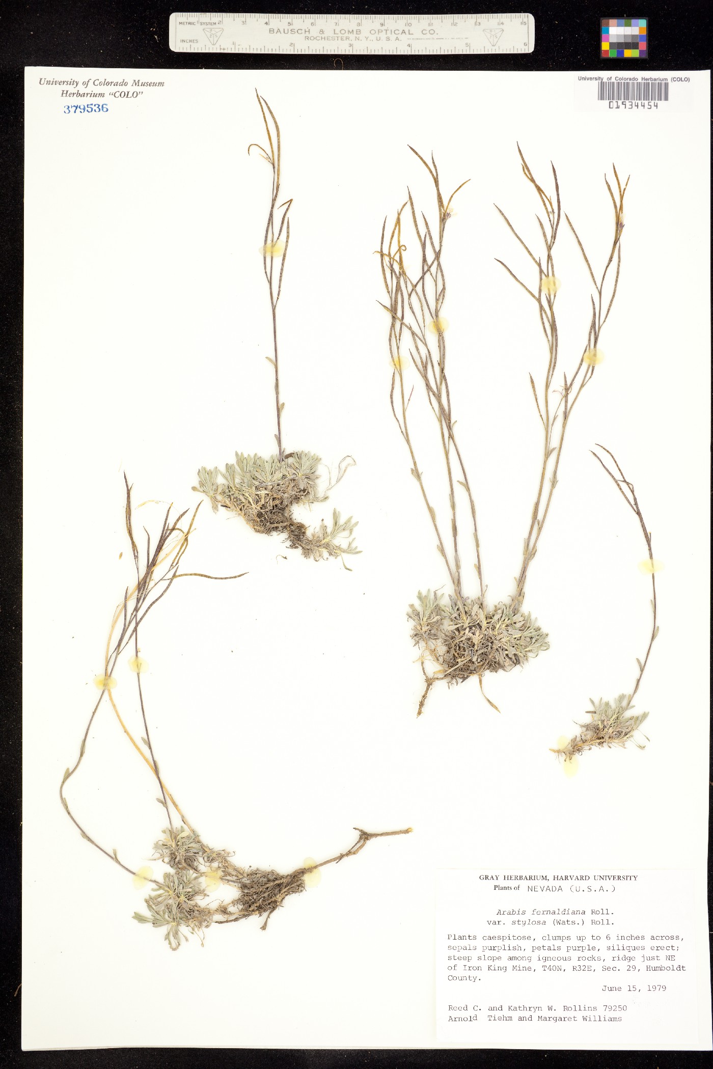 Boechera fernaldiana image