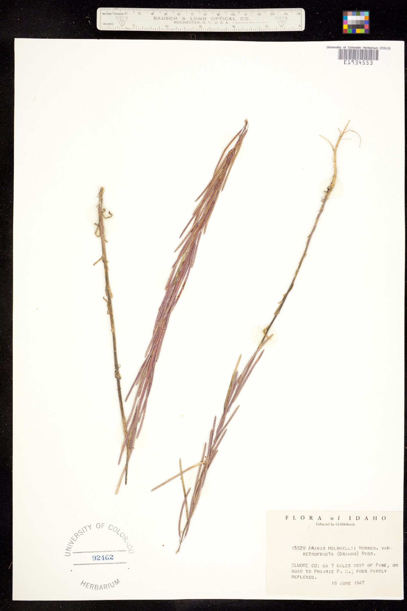 Boechera holboellii image