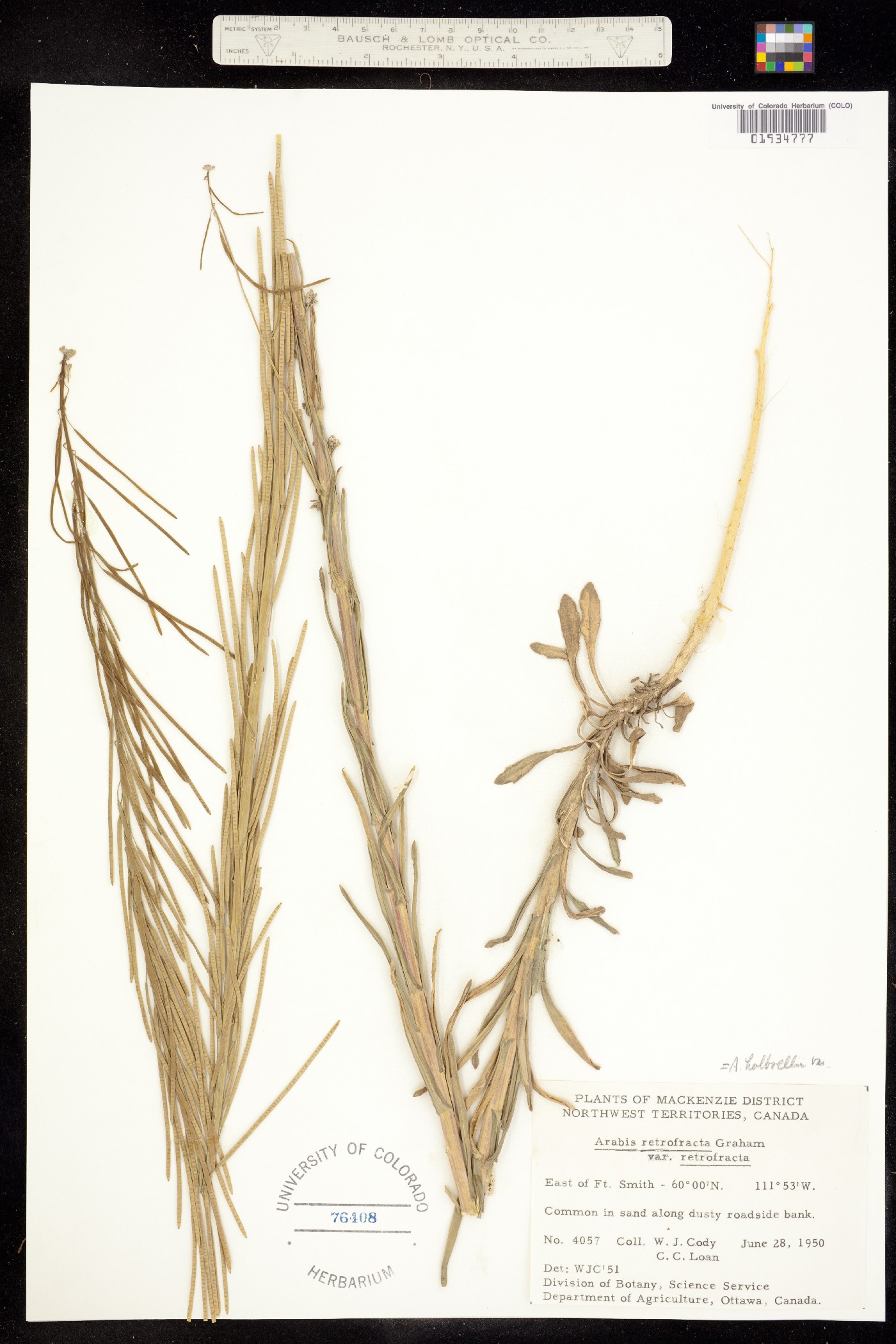 Boechera holboellii image