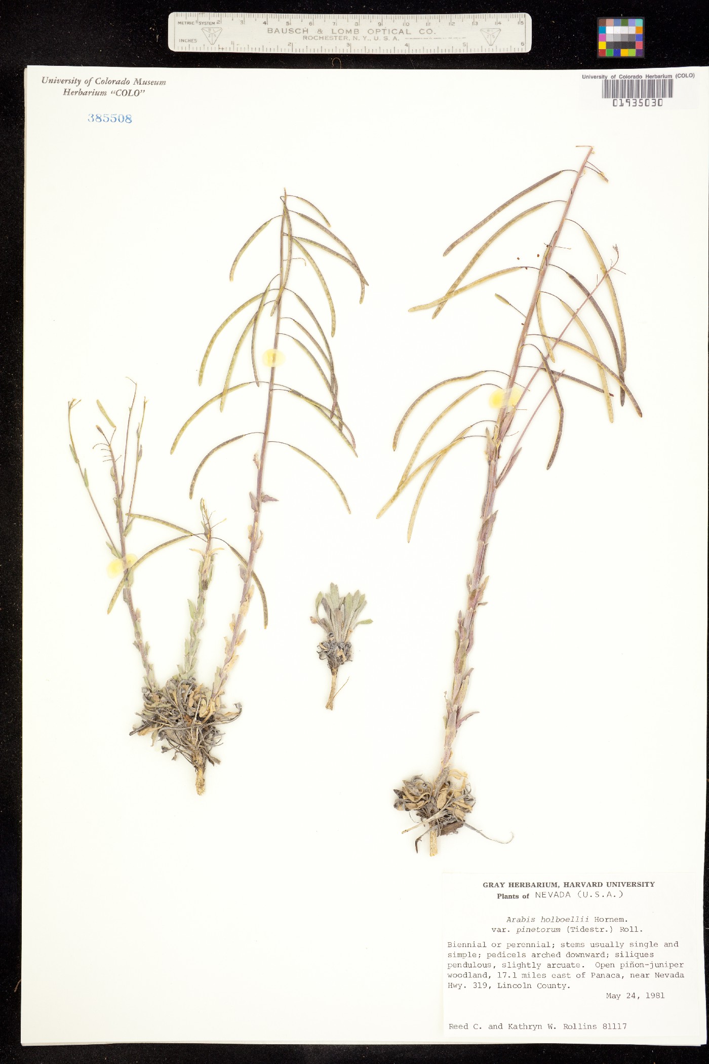 Boechera holboellii image