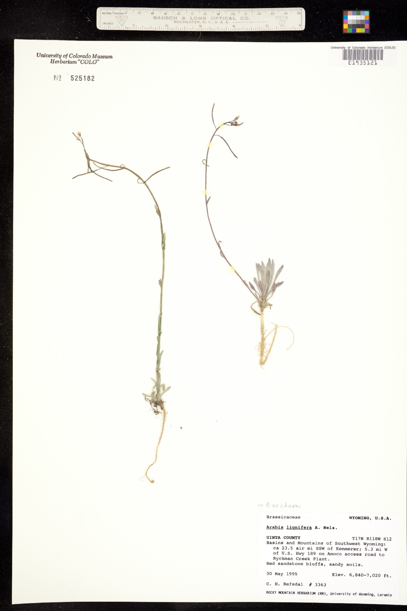 Boechera lignifera image