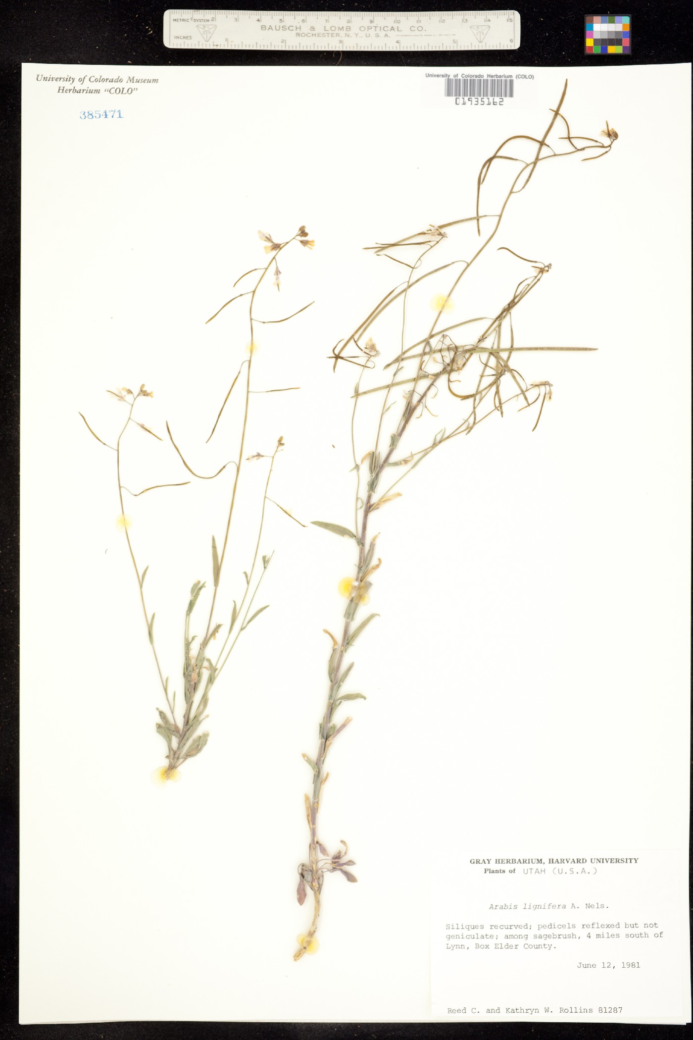 Boechera lignifera image