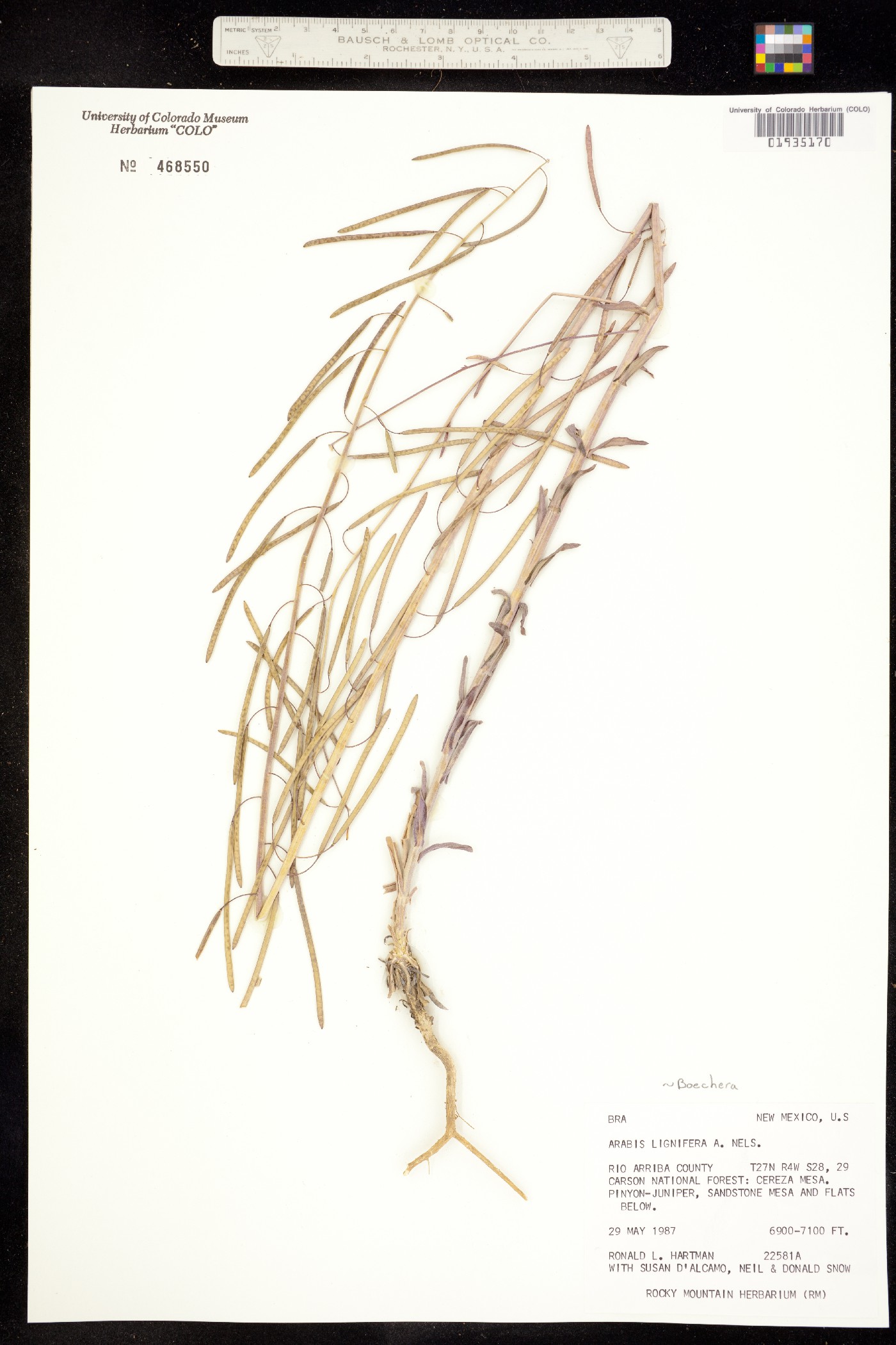 Boechera lignifera image