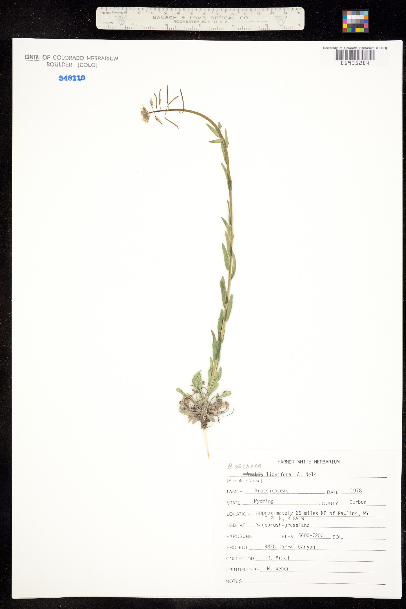 Boechera lignifera image