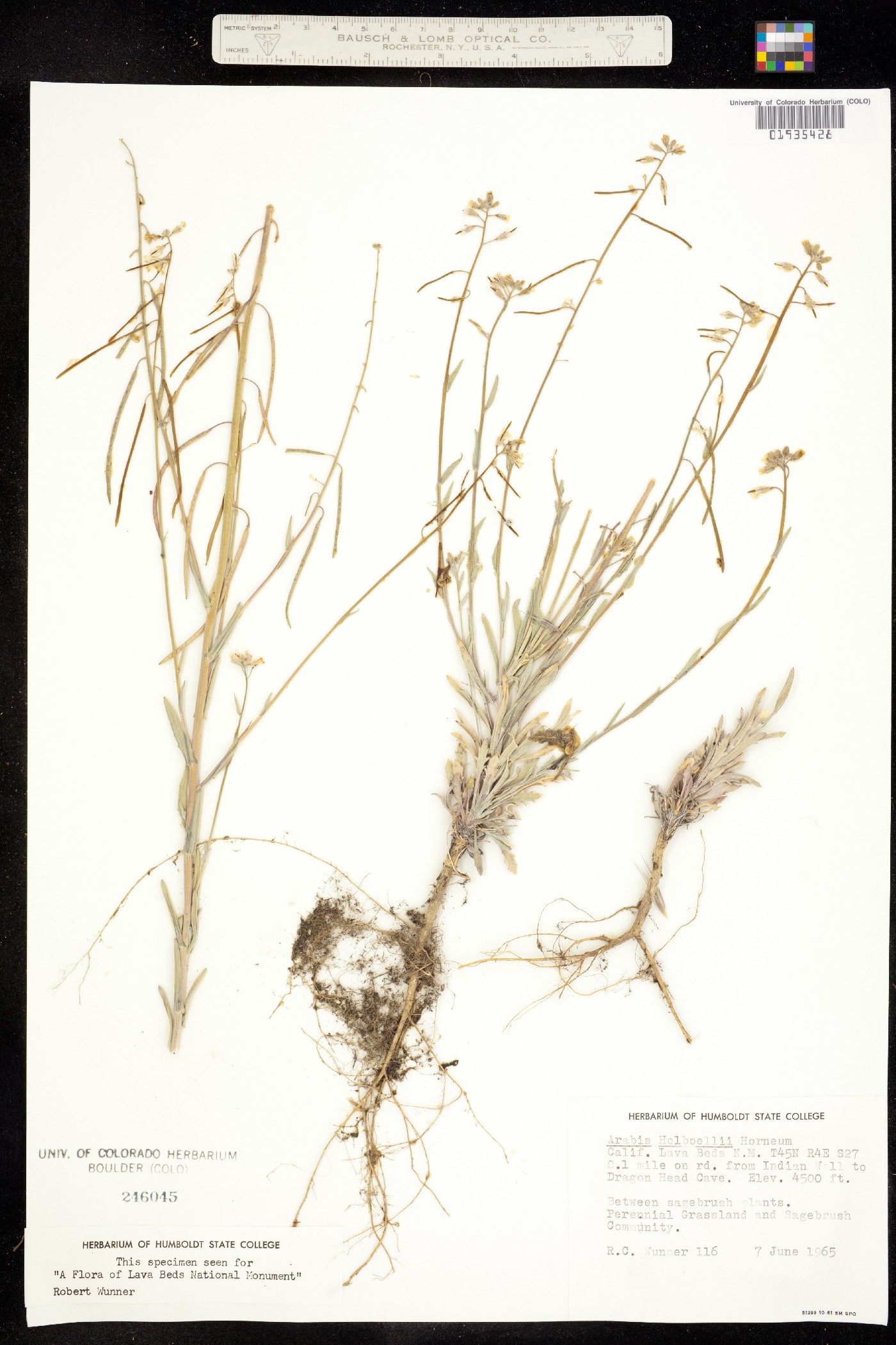 Boechera holboellii image