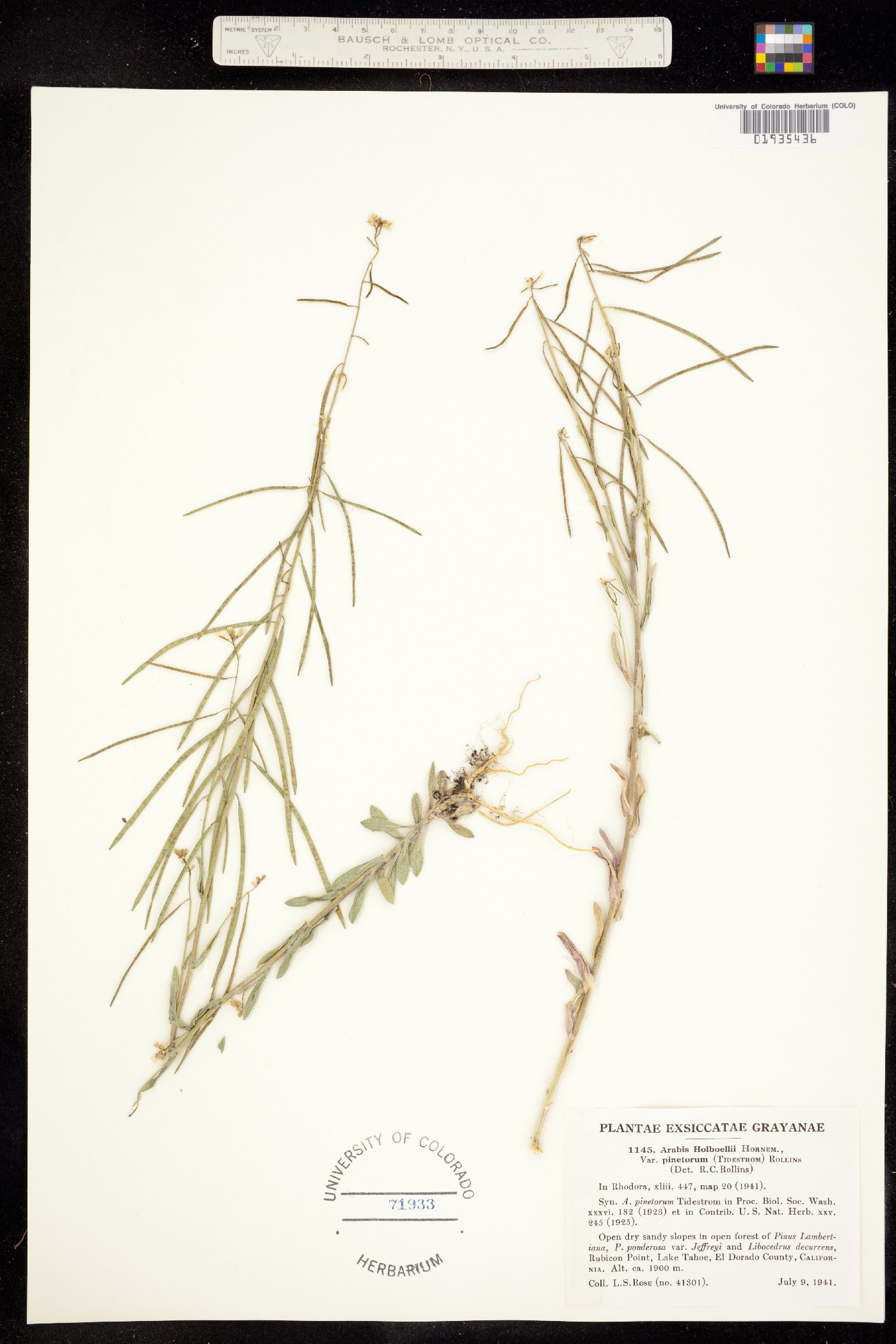 Boechera holboellii image