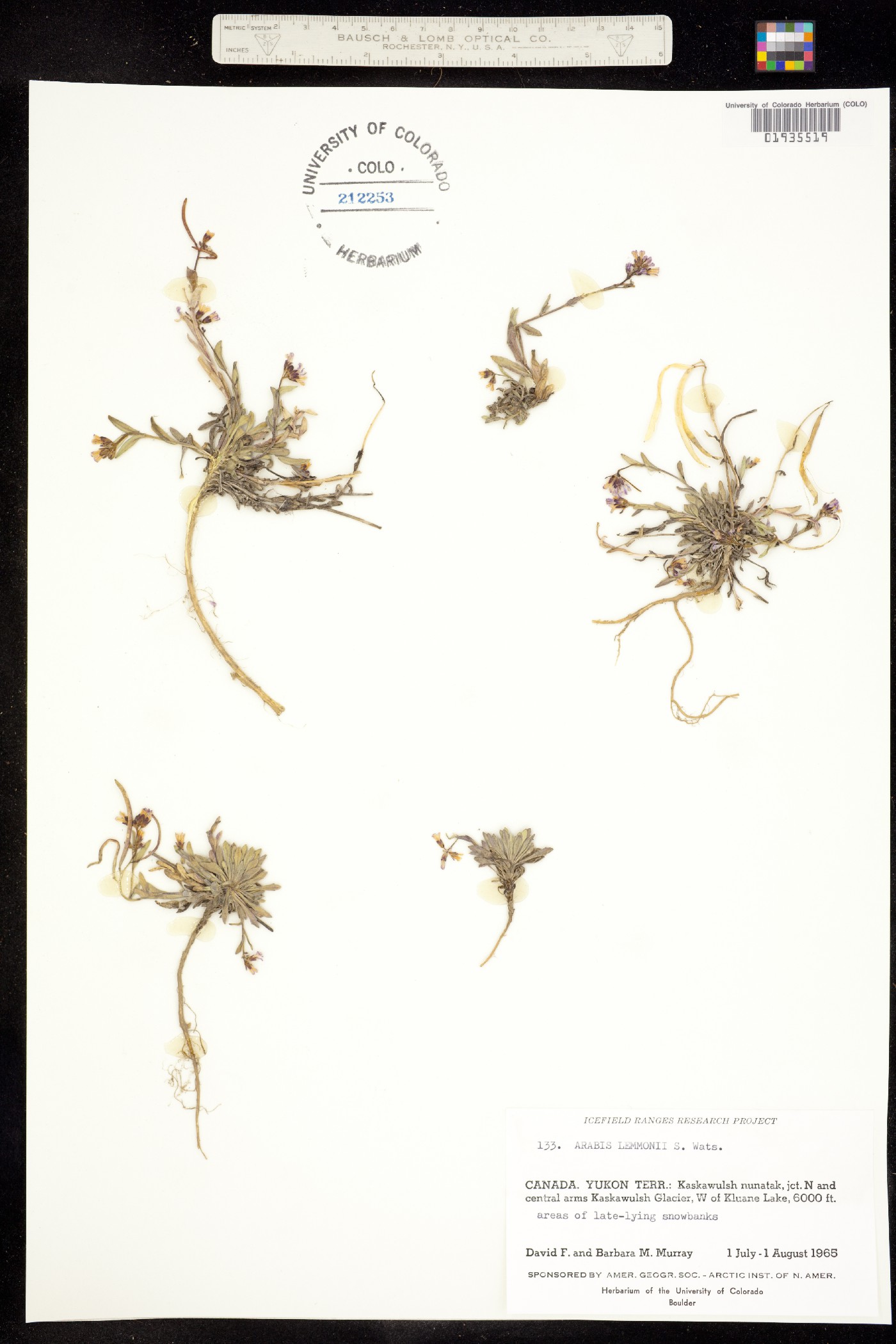 Boechera lemmonii image