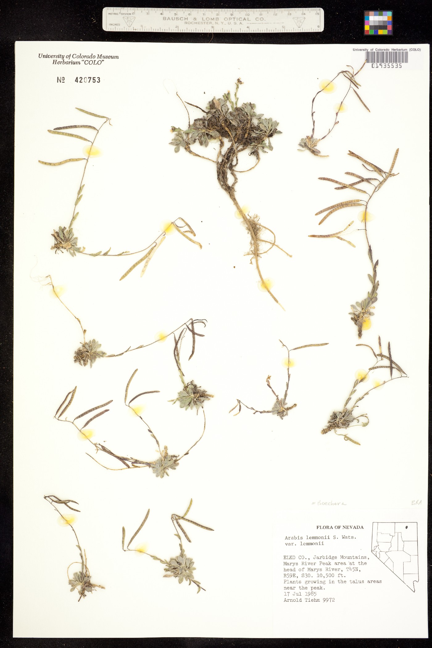 Boechera lemmonii image