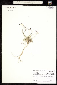 Boechera lemmonii image