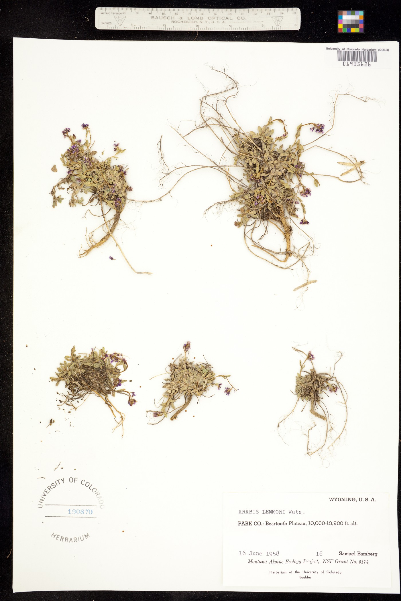 Boechera lemmonii image