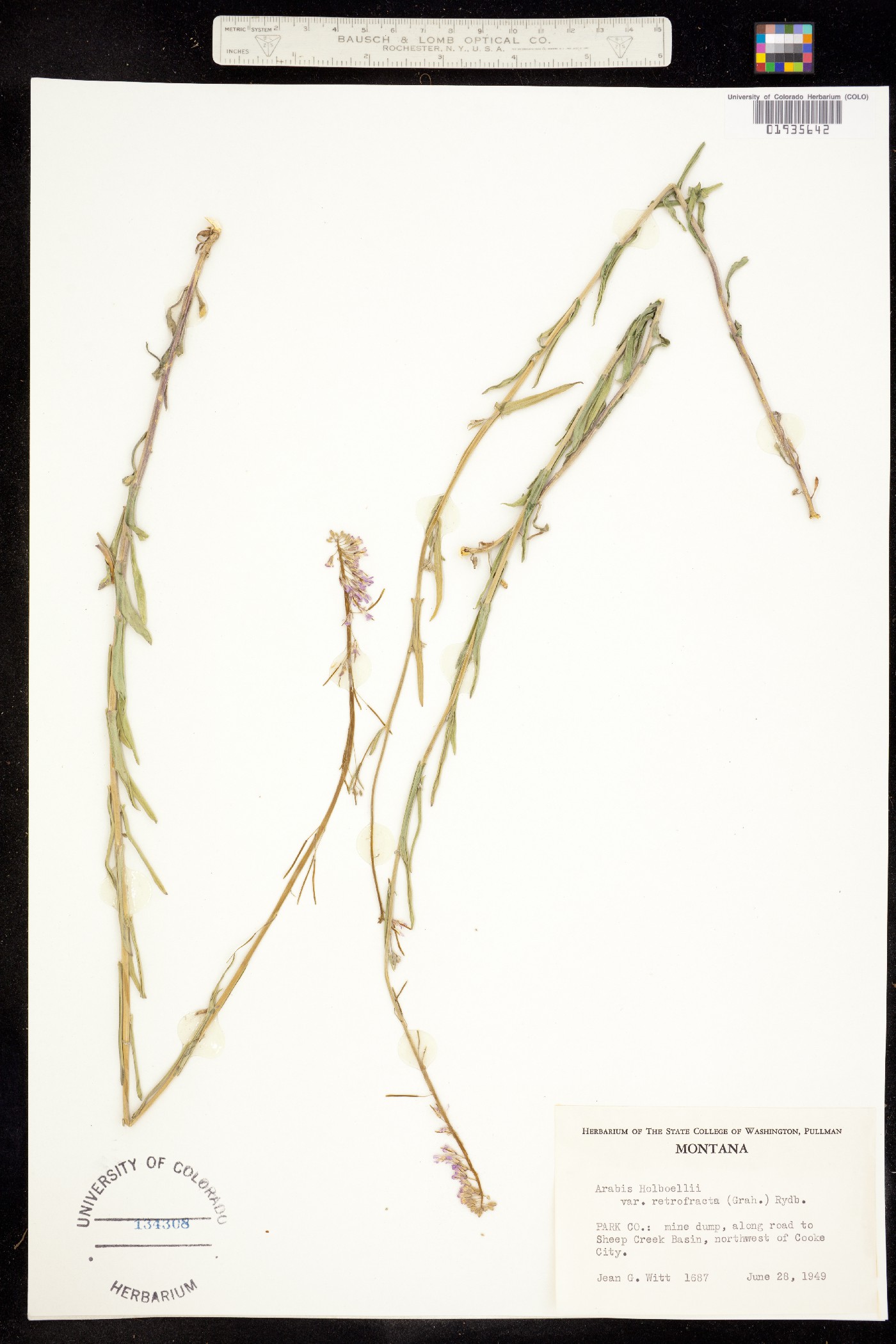 Boechera holboellii image