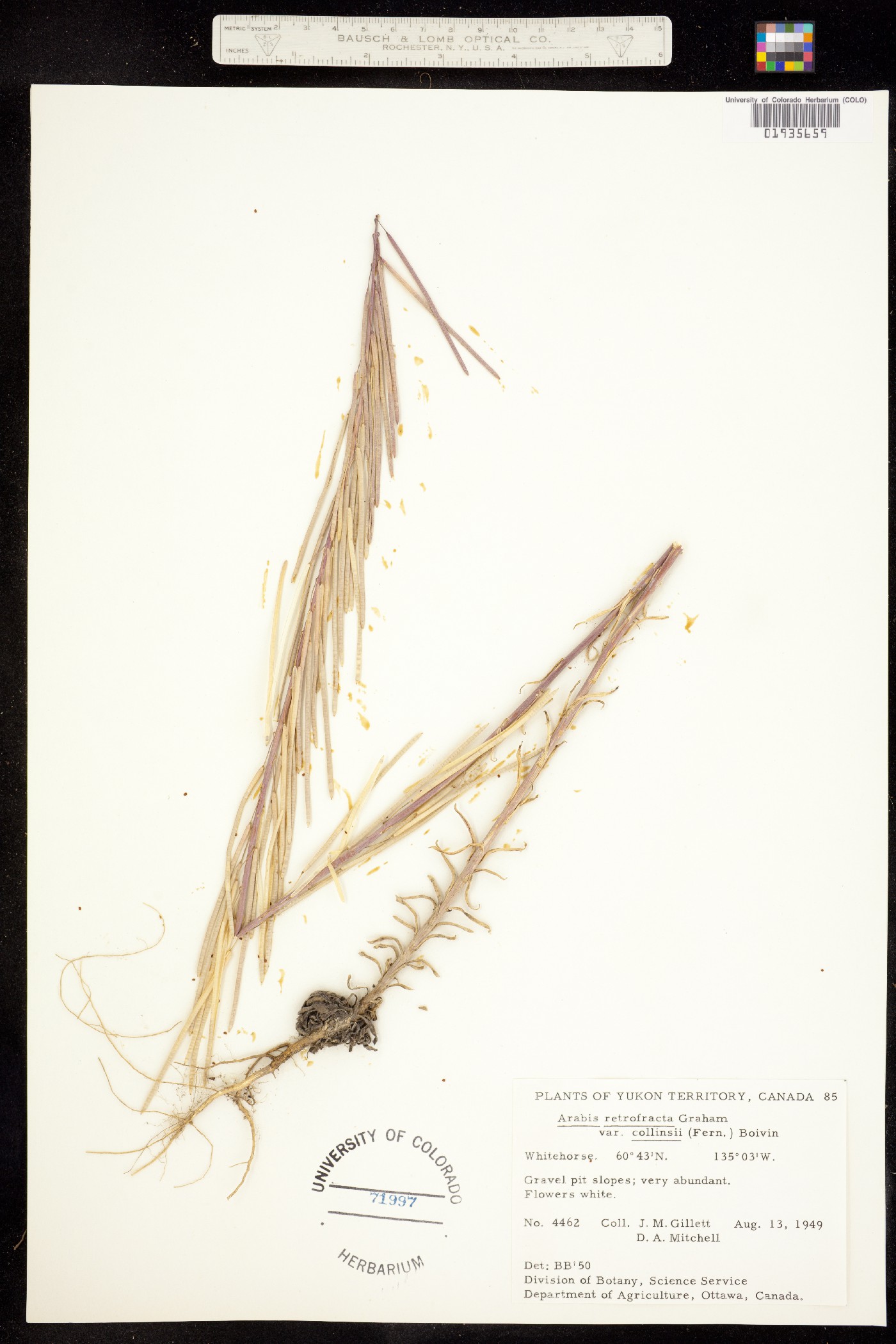 Boechera holboellii image