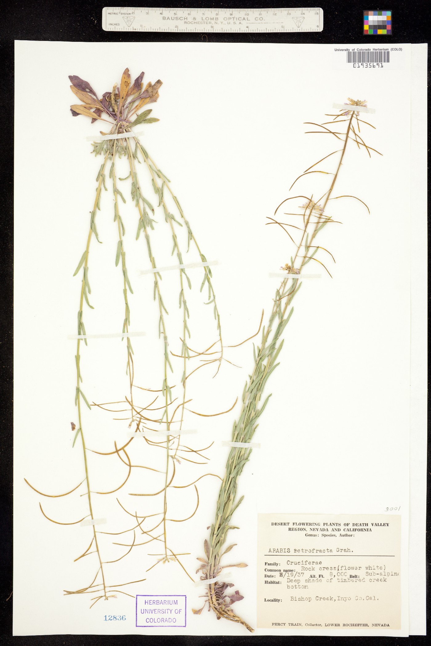 Boechera holboellii image