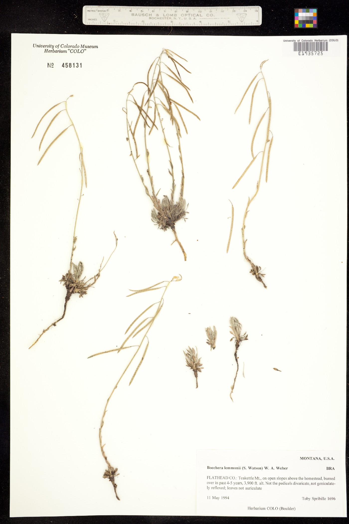 Boechera lemmonii image