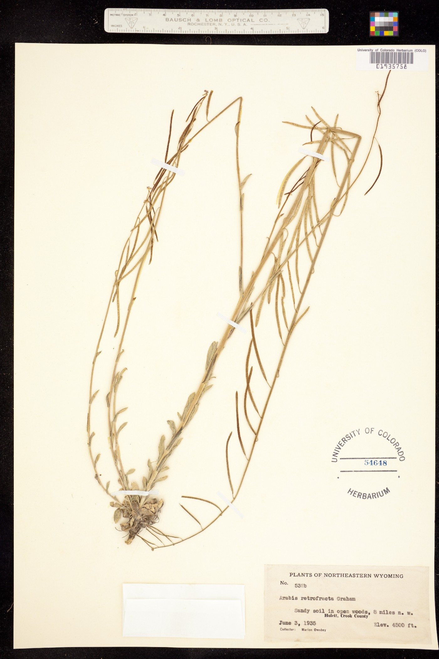 Boechera holboellii image