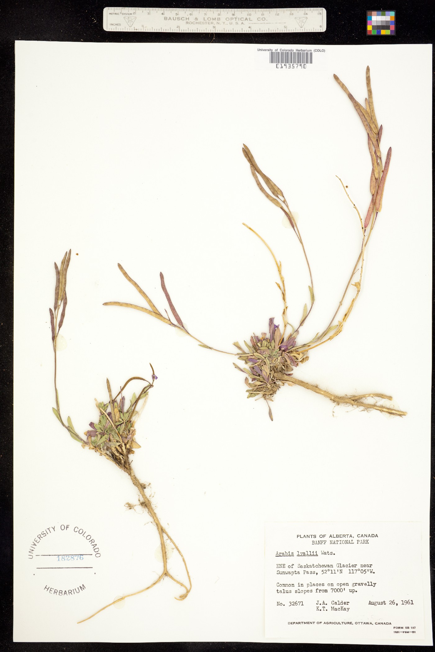 Boechera lyallii image