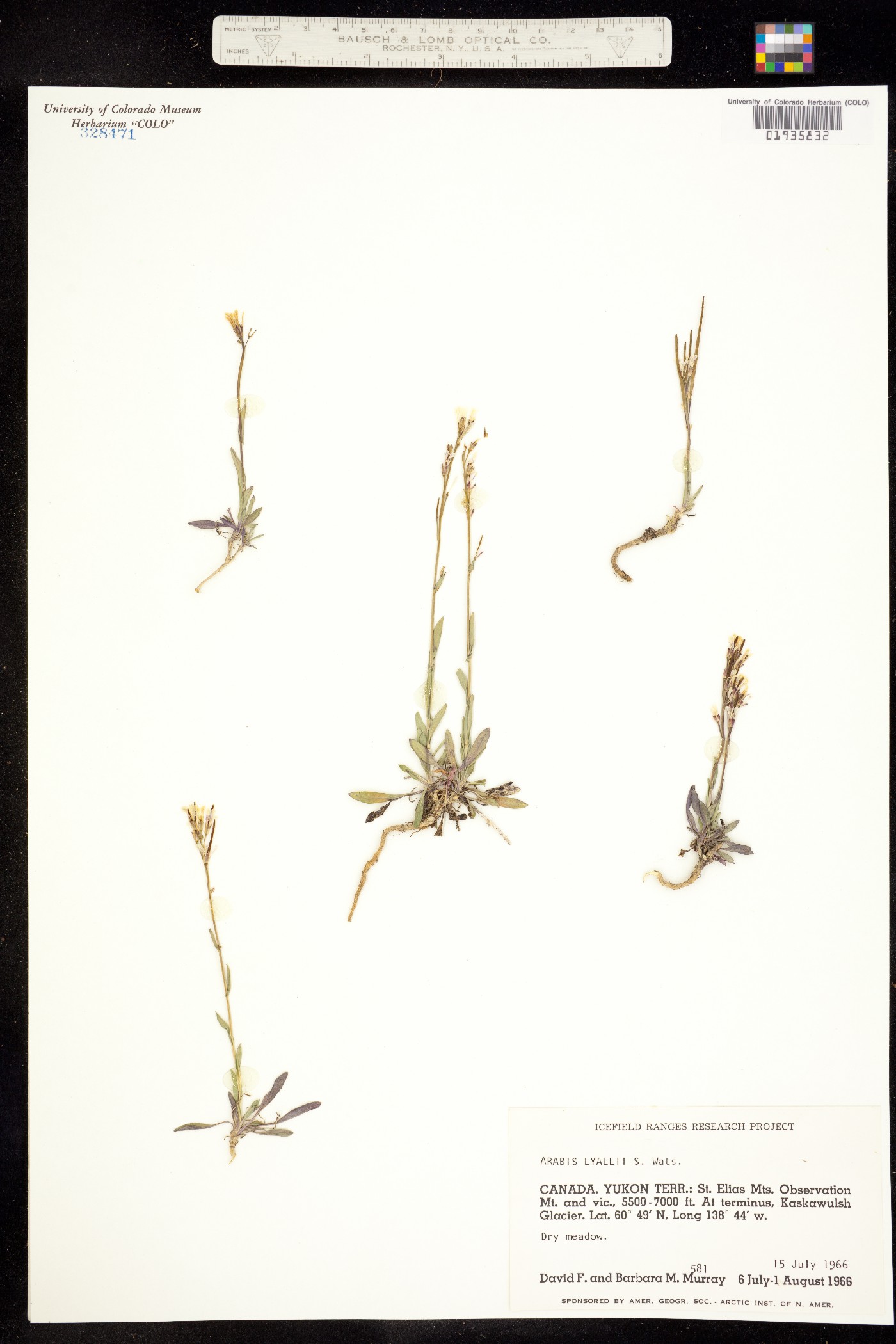 Boechera lyallii image