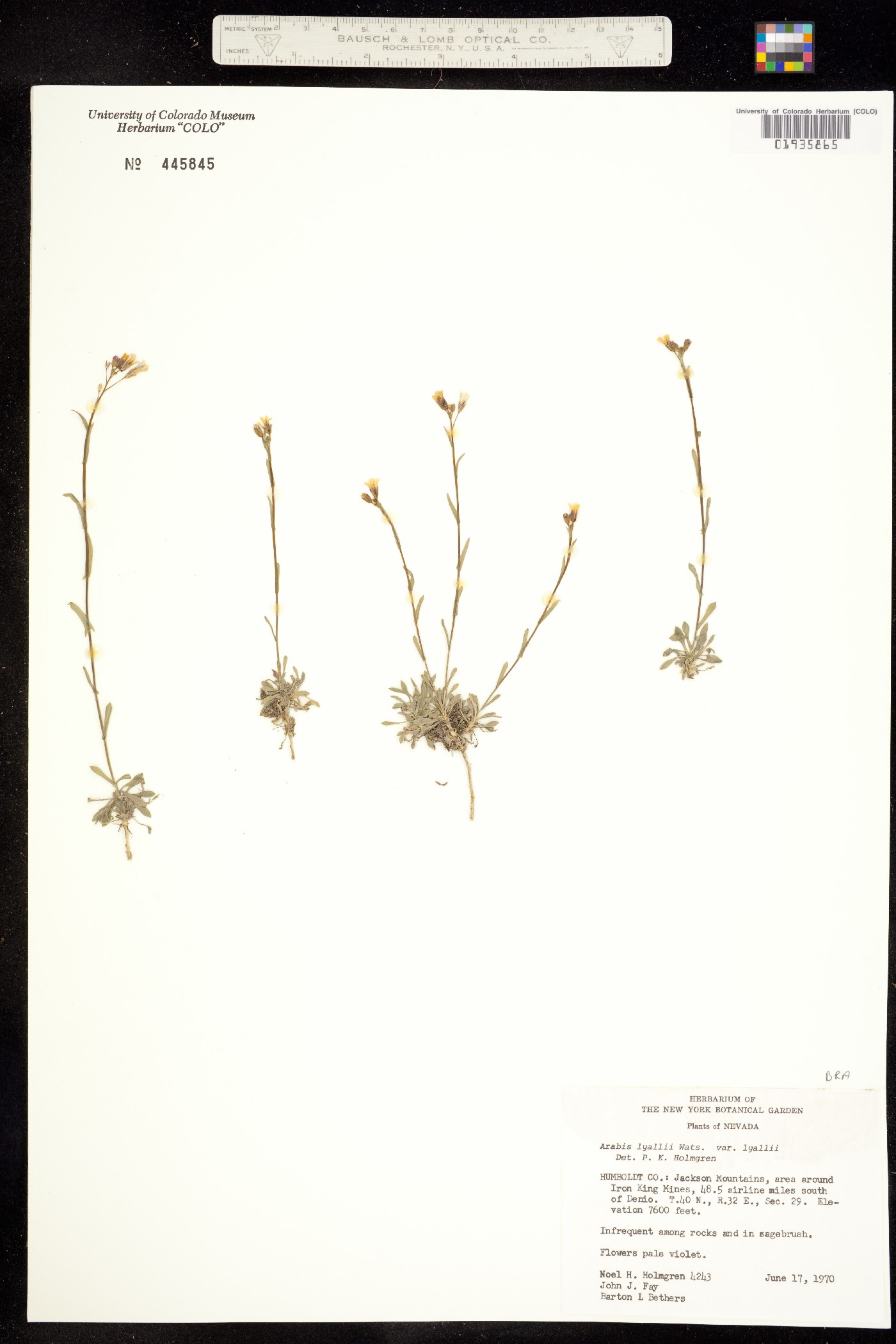 Boechera lyallii image